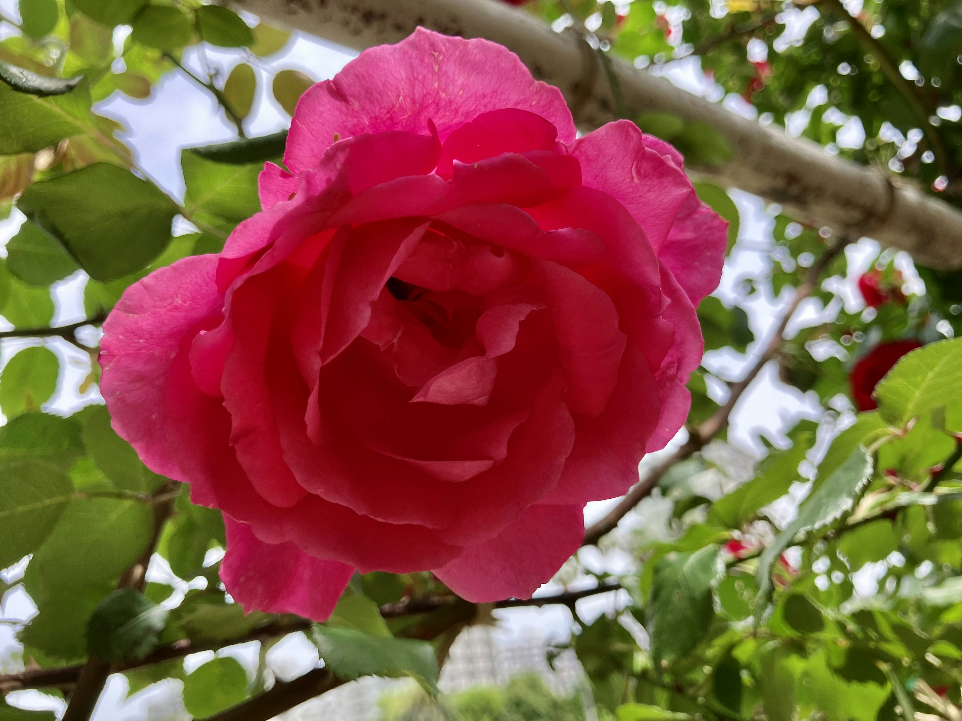 鮮やかなピンクのバラの花が緑の葉に囲まれて咲いている