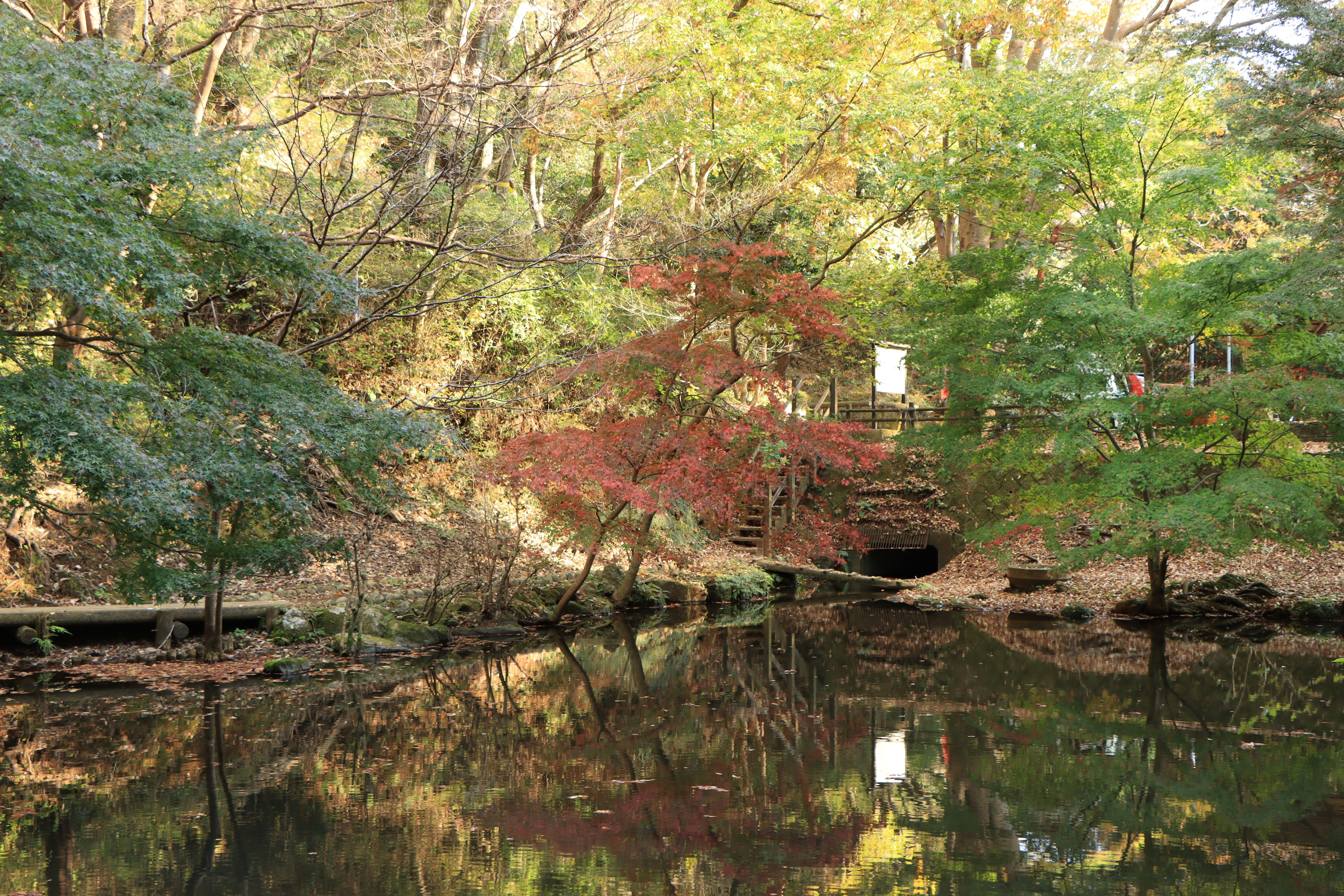 ทิวทัศน์ที่สวยงามของบ่อน้ำที่สะท้อนต้นไม้ฤดูใบไม้ร่วงที่มีสีสัน