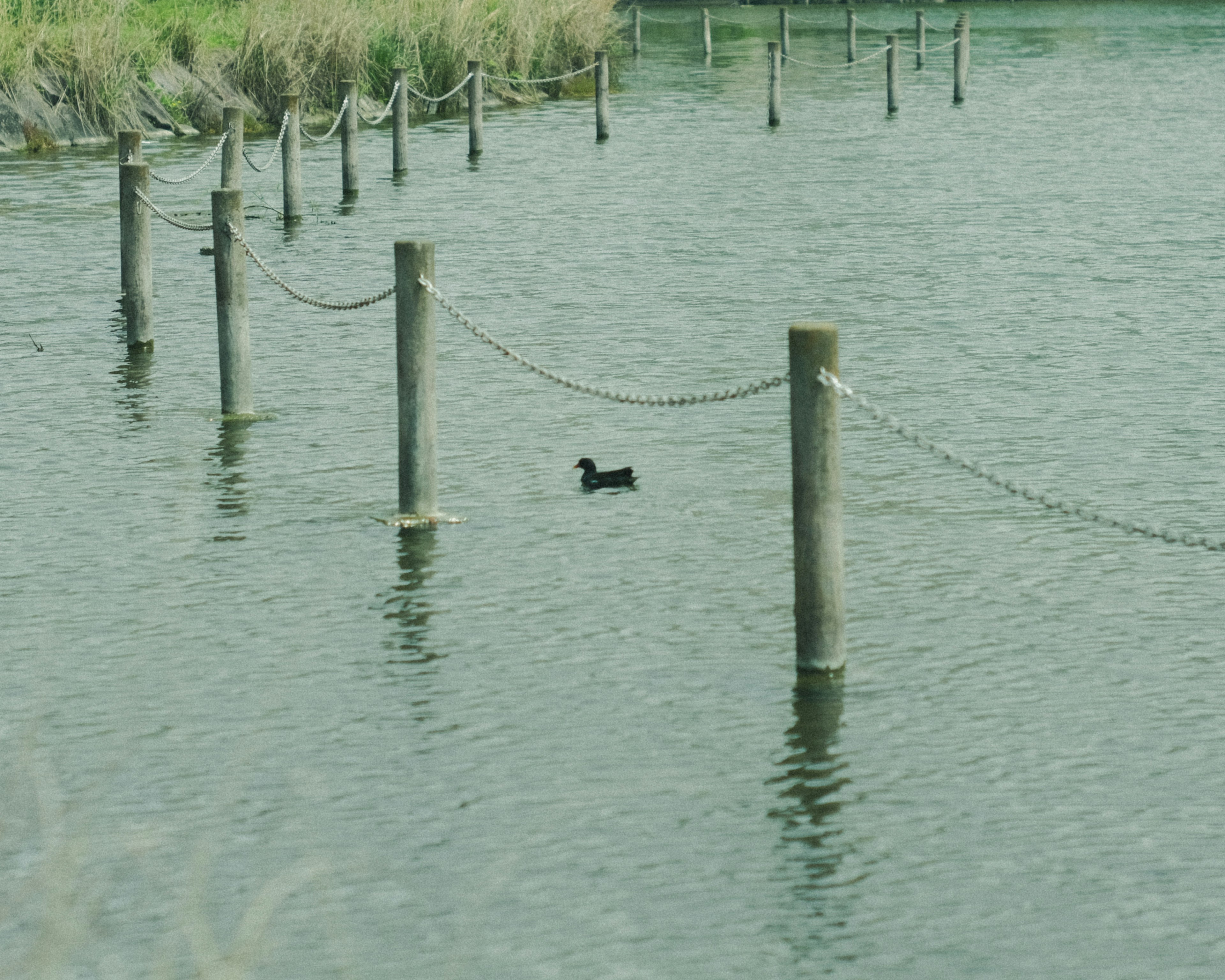 A black duck floating on the water with wooden posts in the background