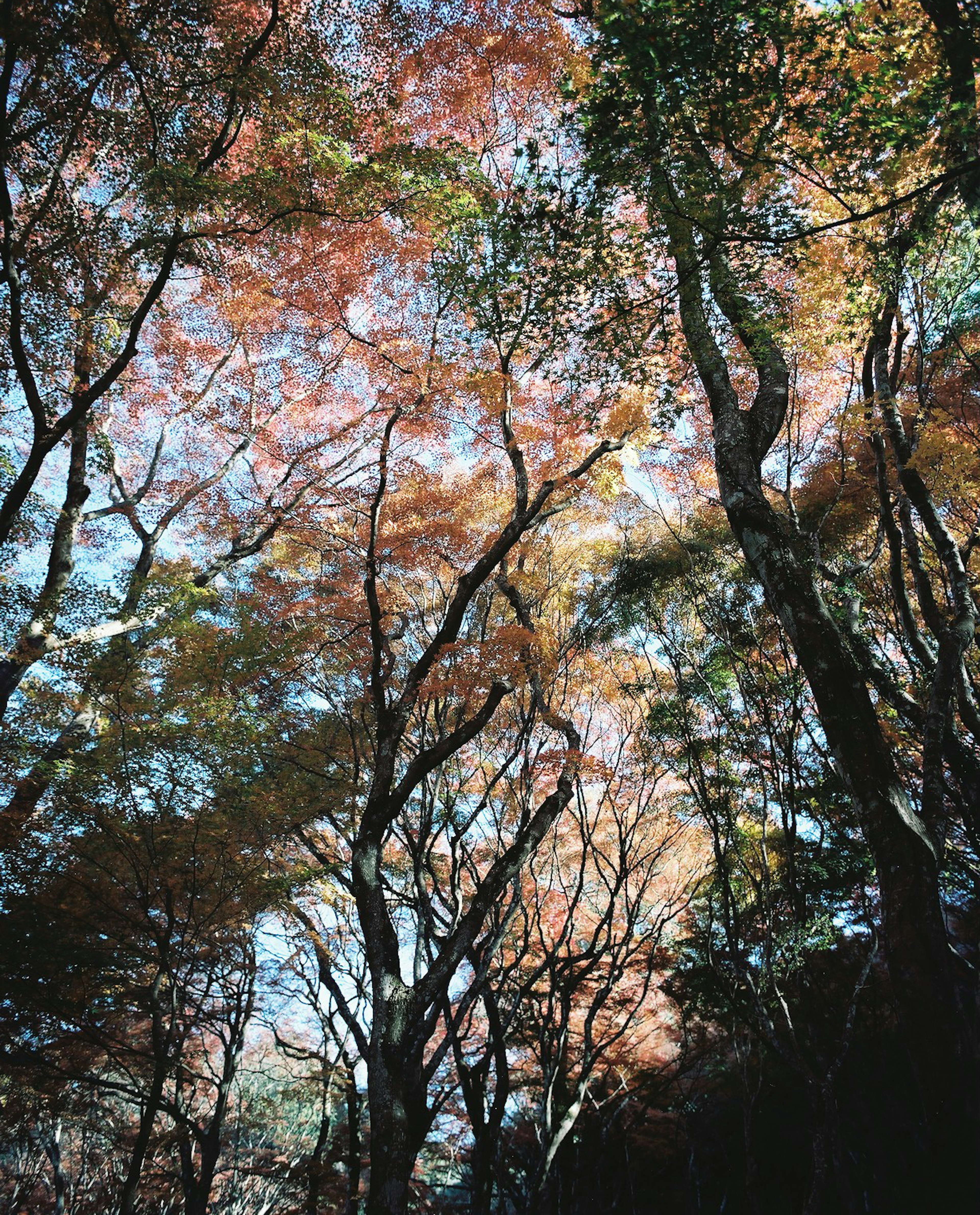 秋の色づいた木々が青空を背景に広がる風景