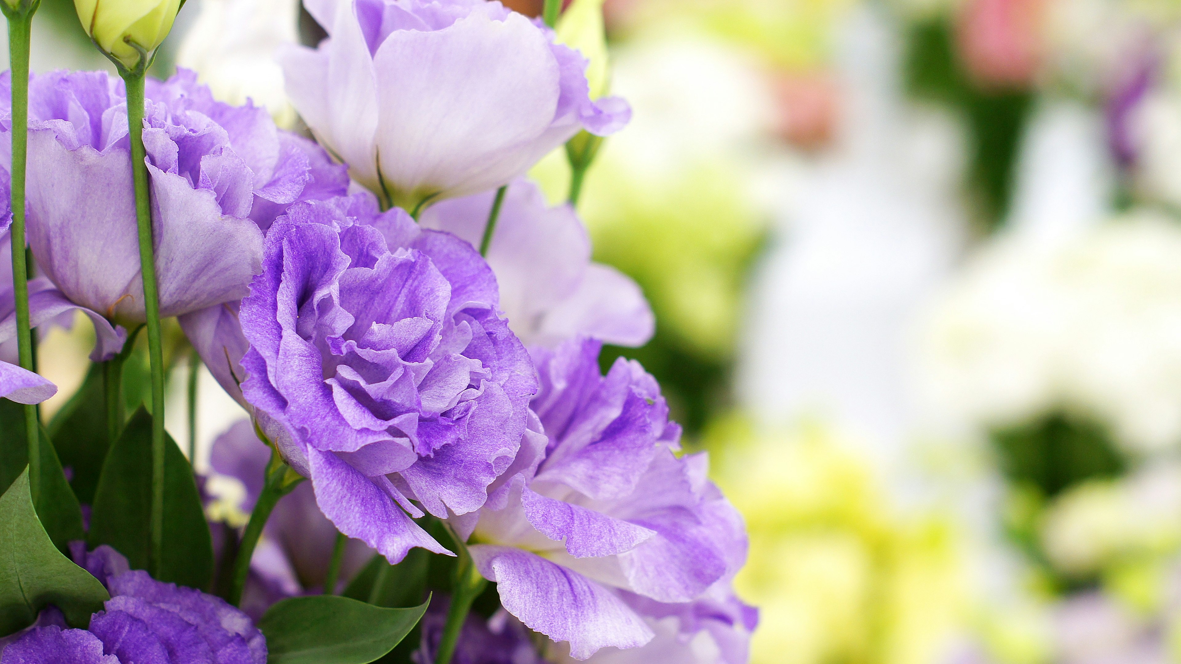 Nahaufnahme eines schönen Straußes mit lila Blumen