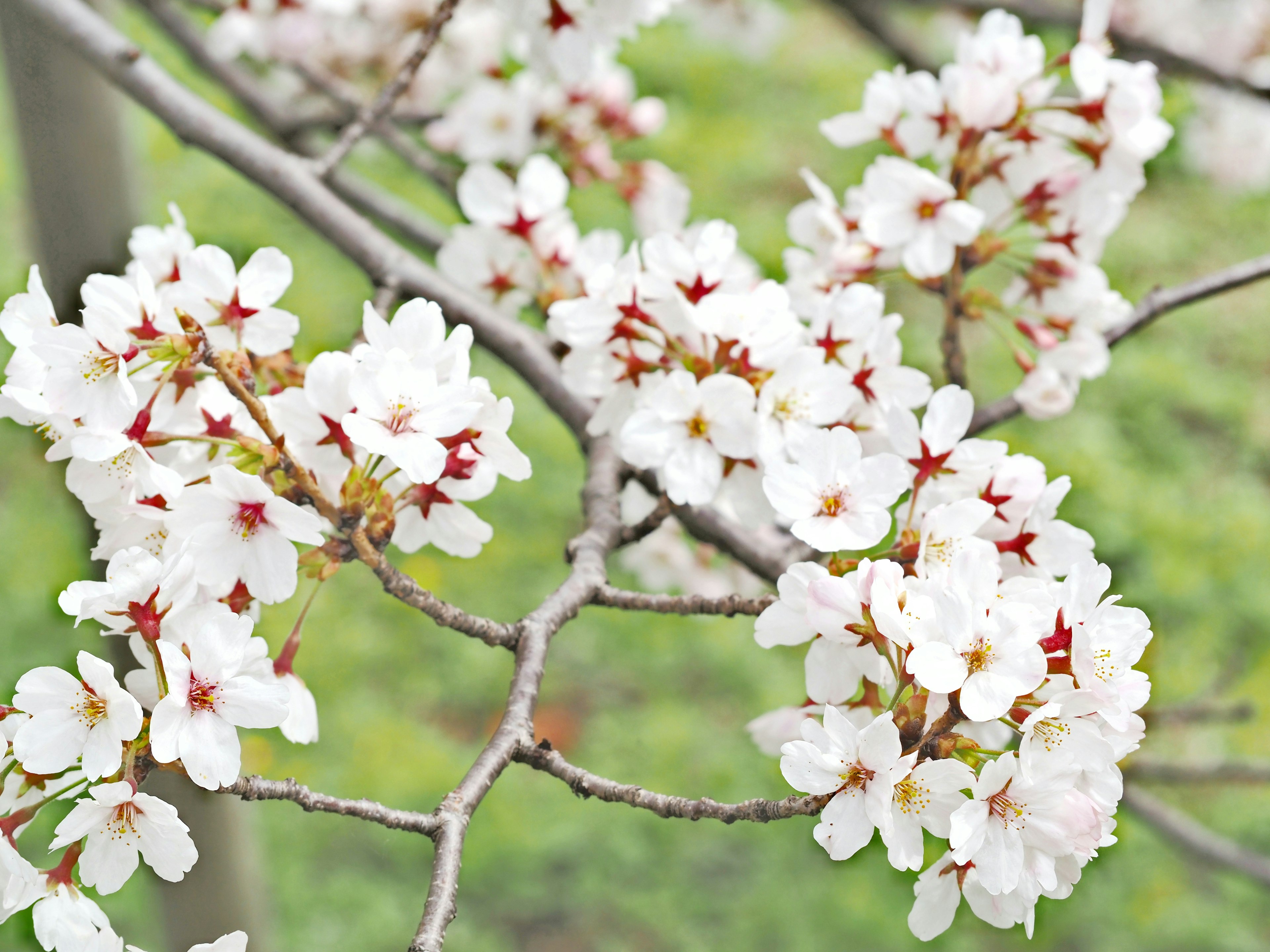 Primer plano de ramas de cerezo con flores blancas