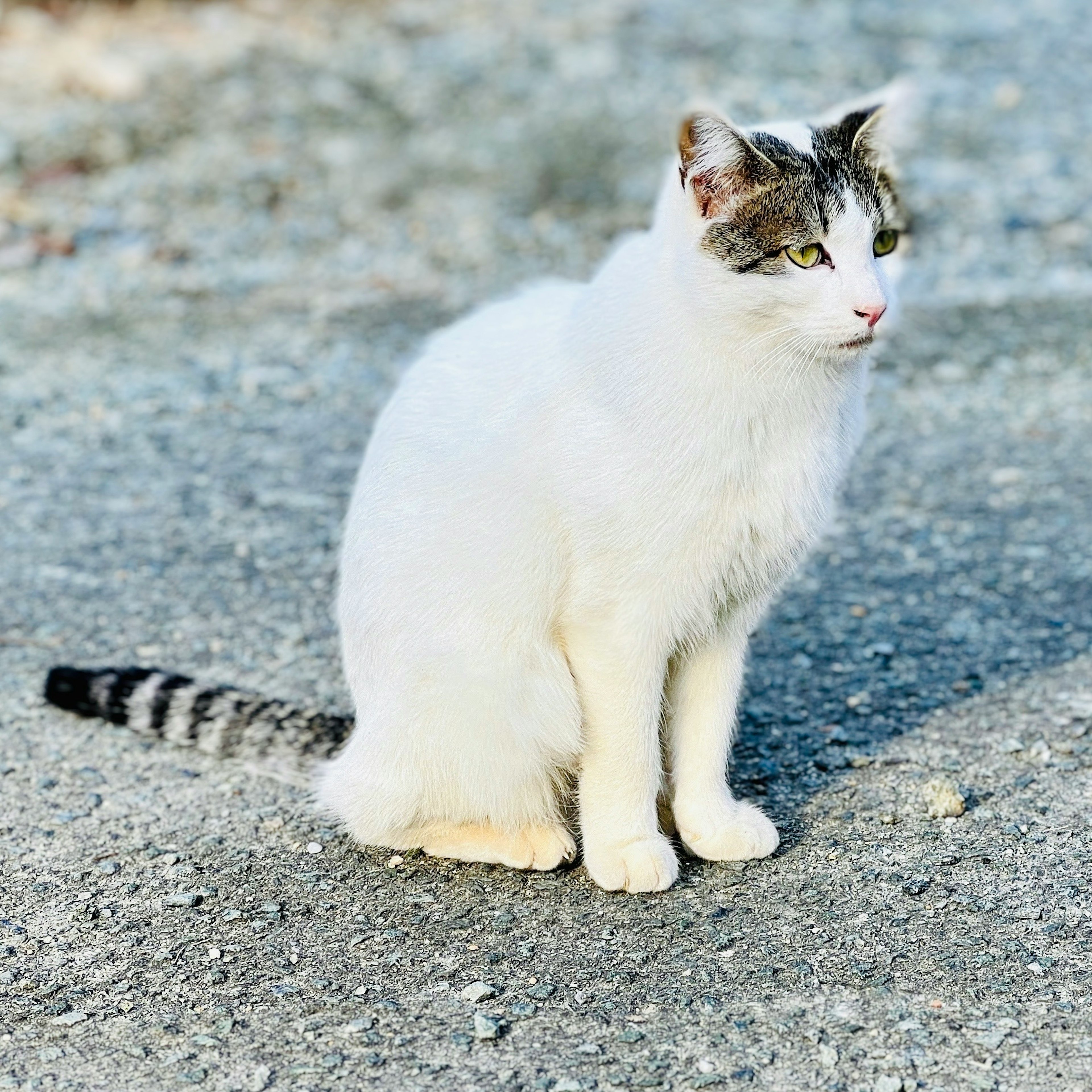 A white cat with gray markings sitting on a gravel surface