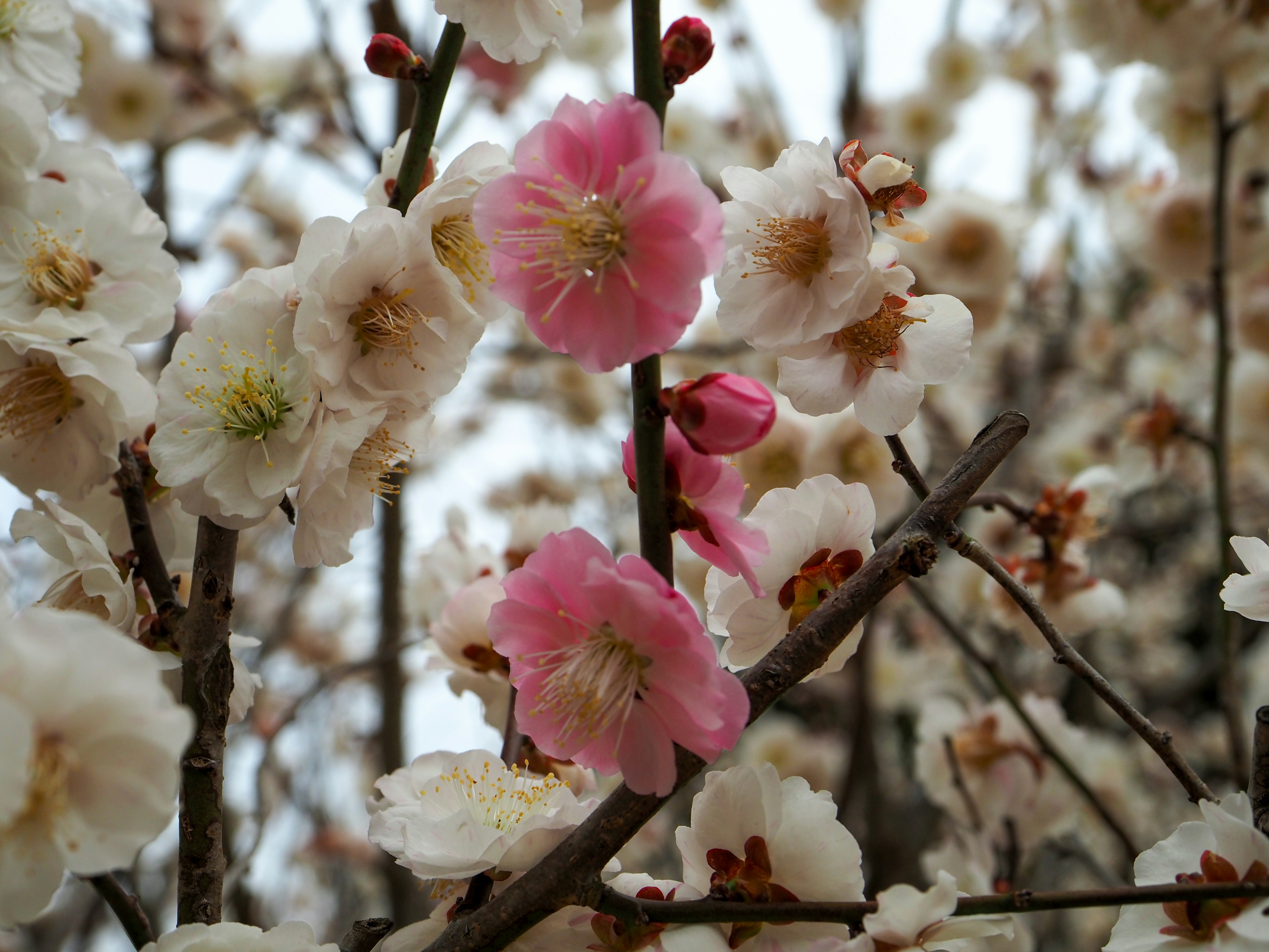 Close-up of plum tree branches with white and pink blossoms