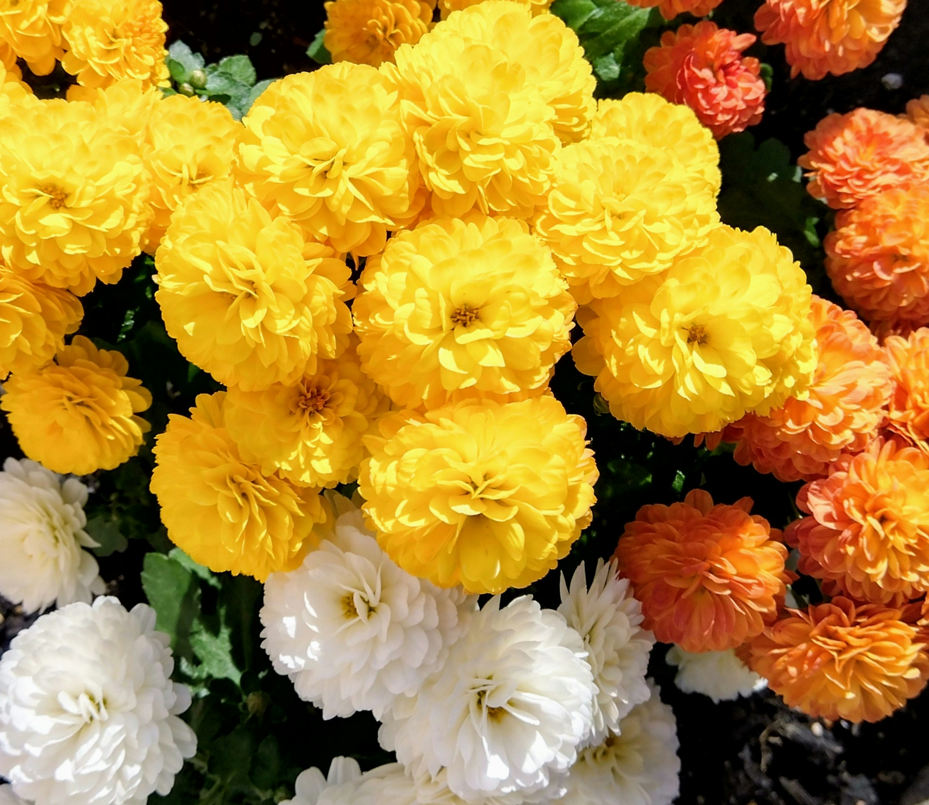 Lebendiger Strauß aus gelben und orangefarbenen Ringelblumen im Kontrast zu weißen Blüten