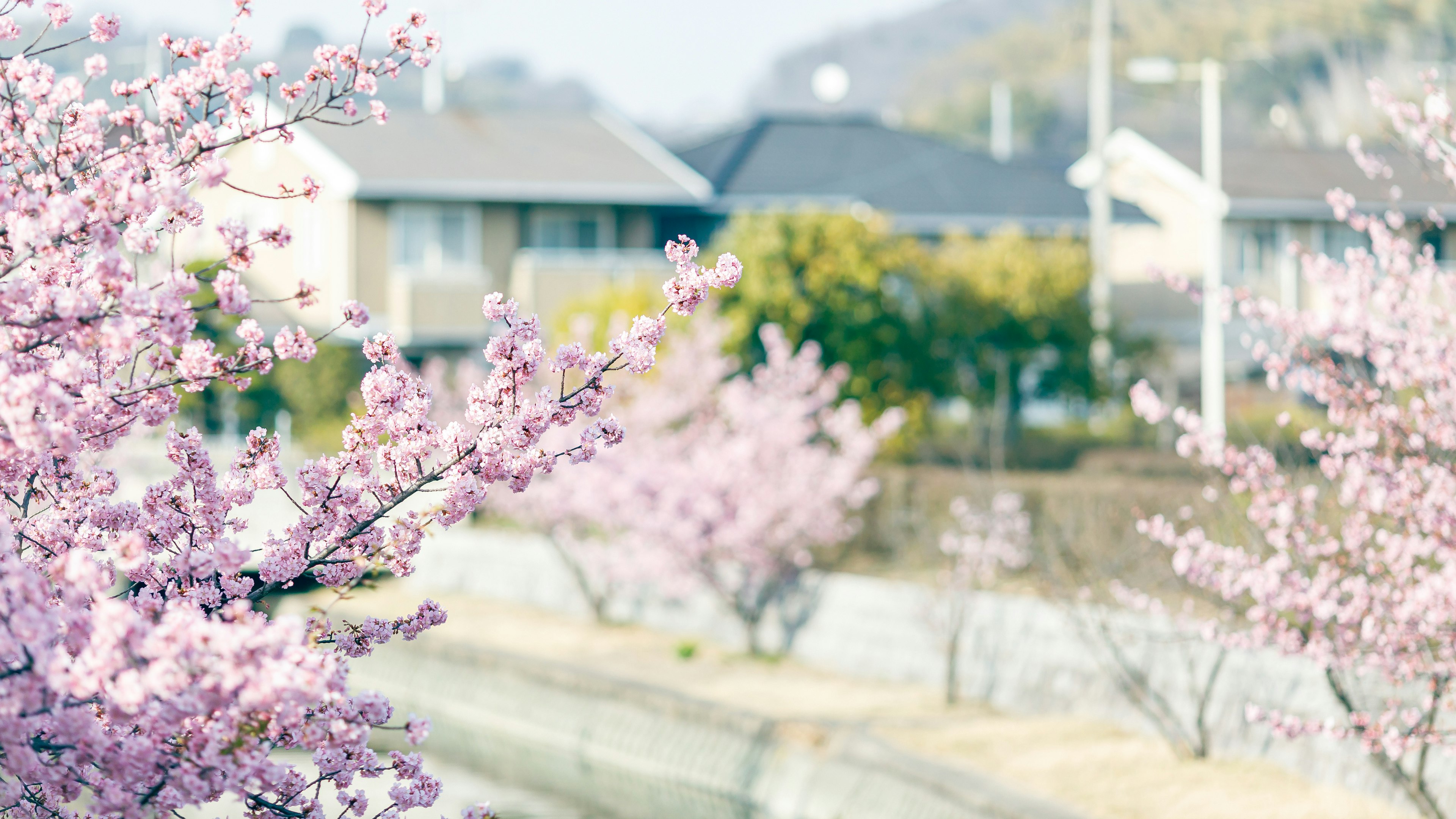 桜の花が咲く川沿いの風景と住宅の背景