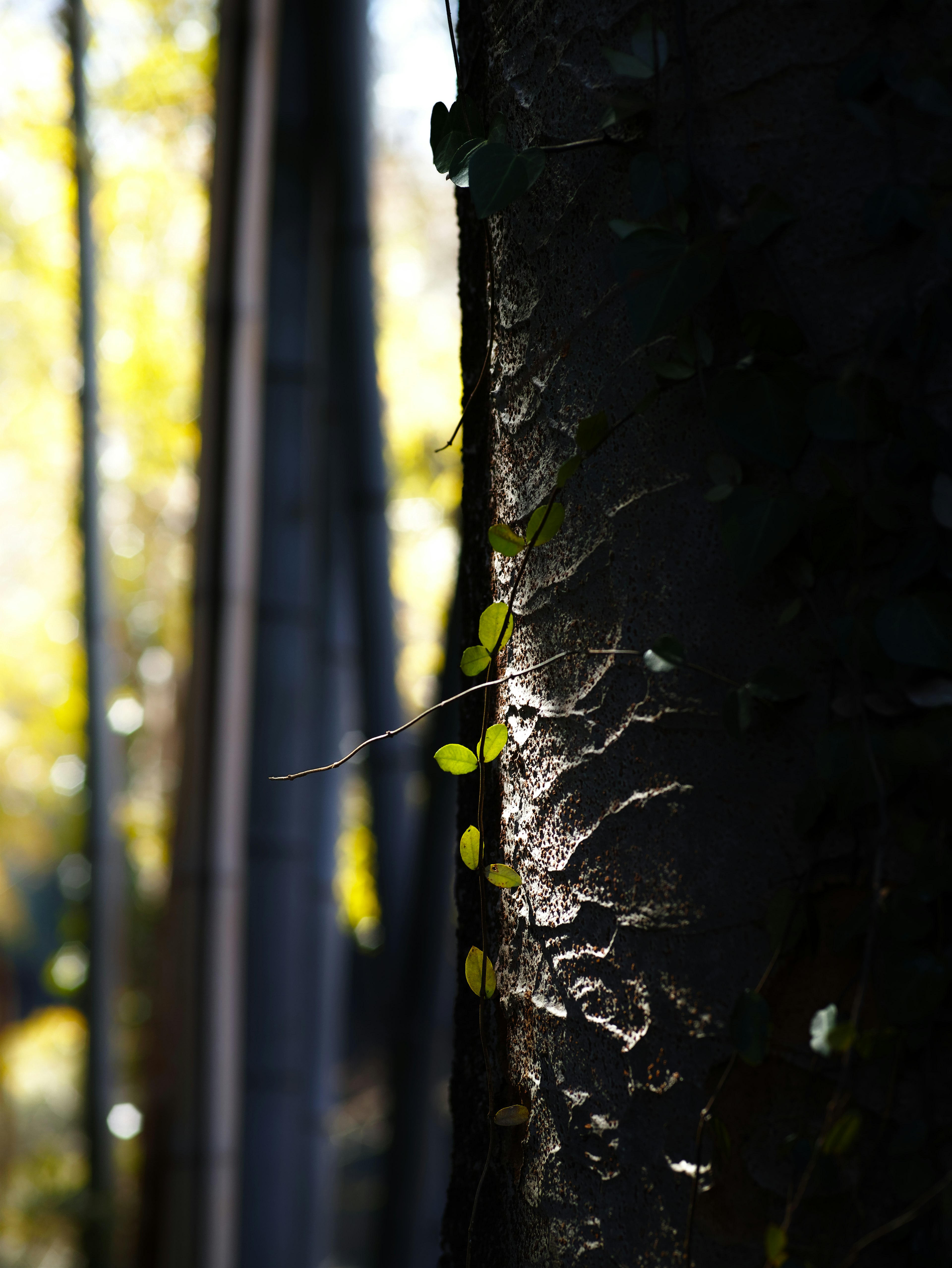 Gros plan sur un tronc d'arbre avec des feuilles vertes et des bambous flous en arrière-plan