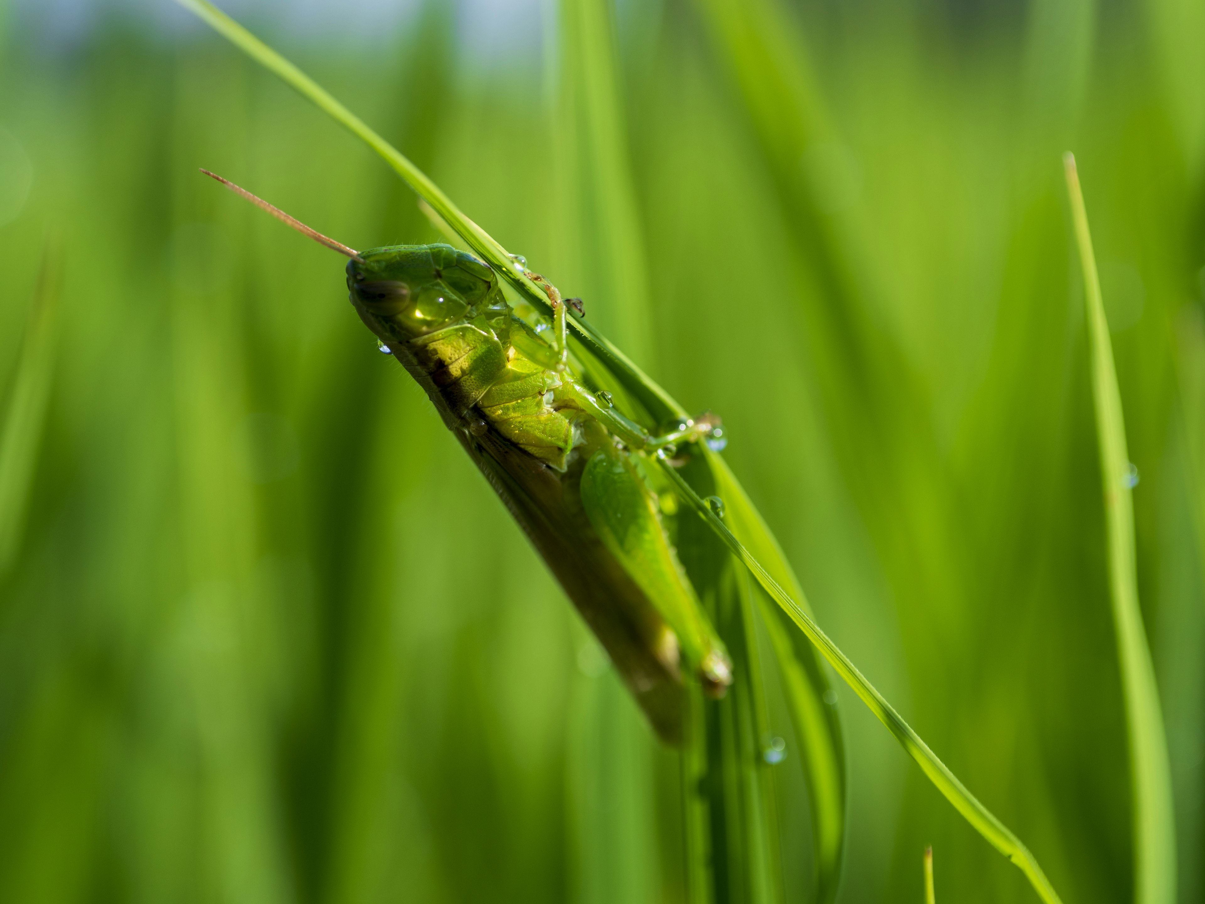 Green grasshopper perched on green grass