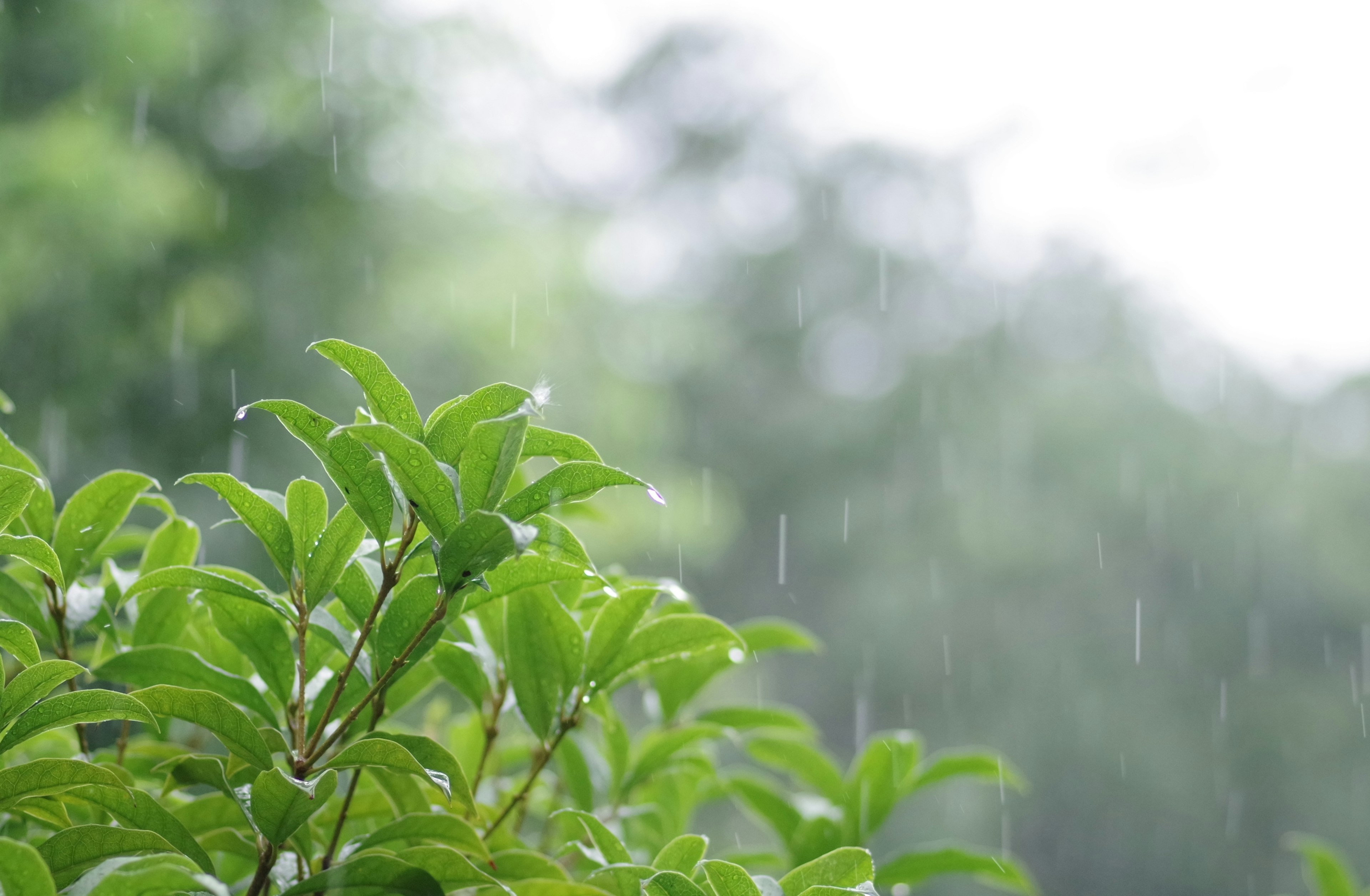 近距離拍攝的綠色葉子上有雨滴的自然場景