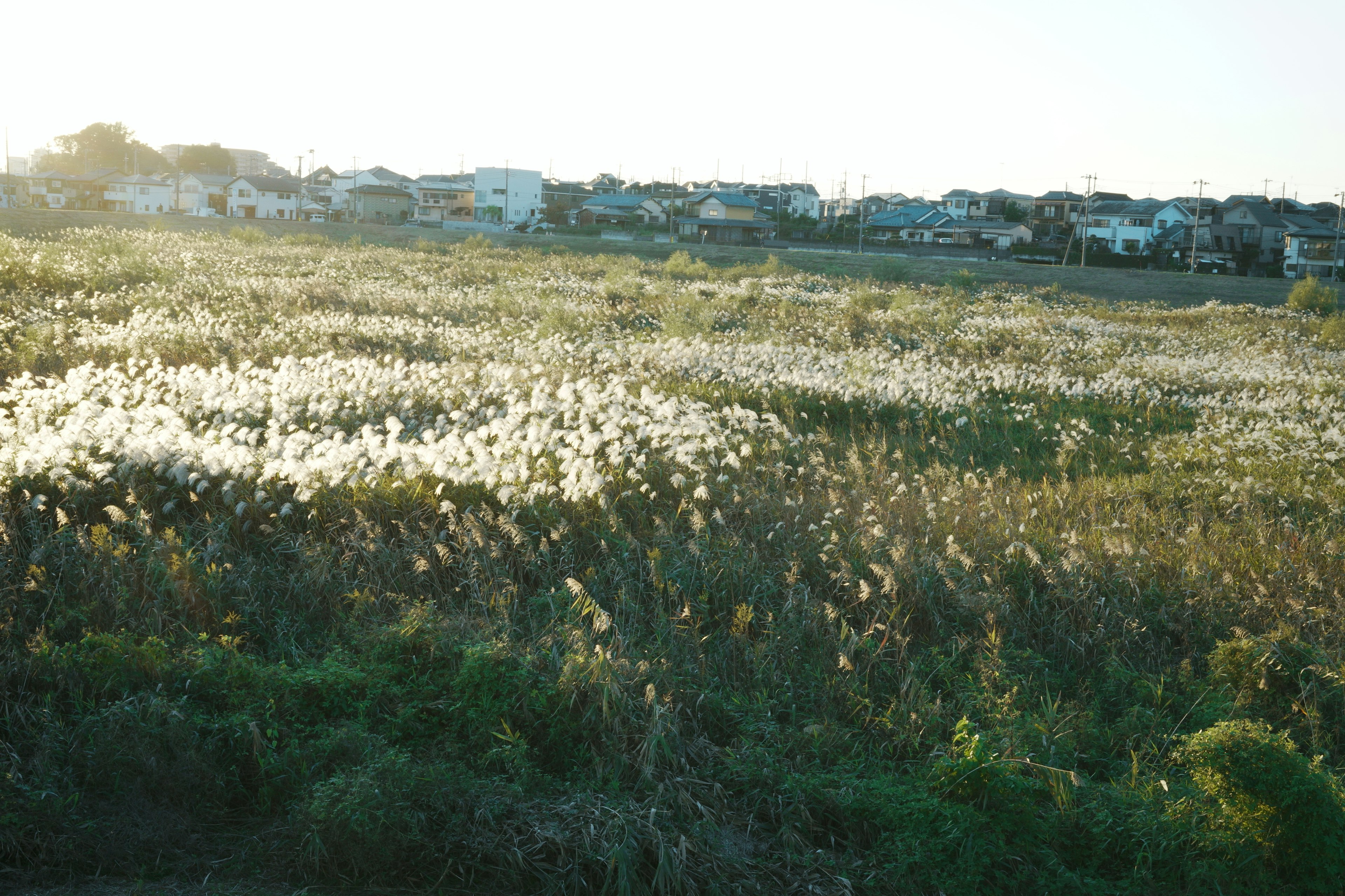 草原に広がる白い花々と背後の住宅地