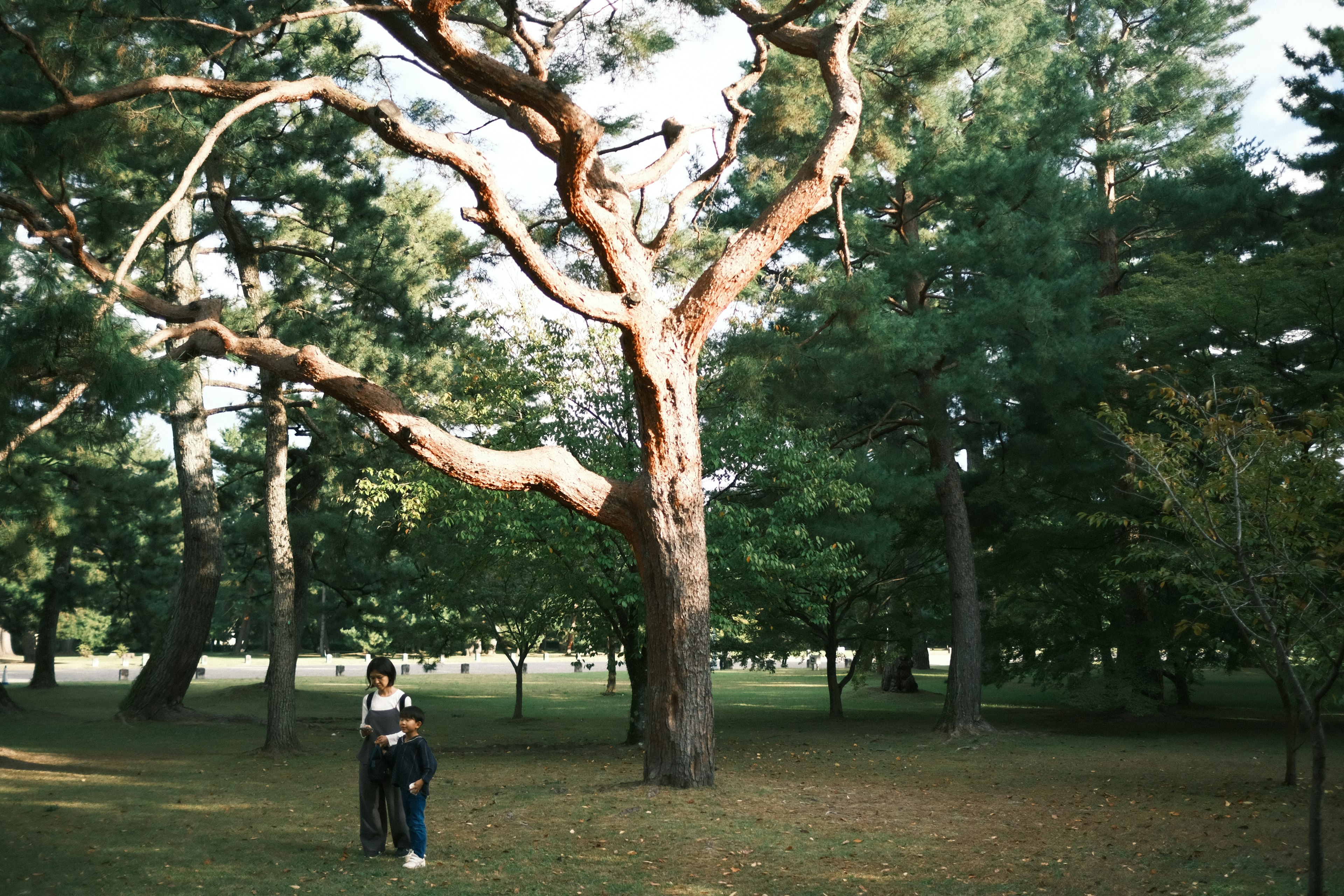 A large pine tree in a spacious park with a couple nearby