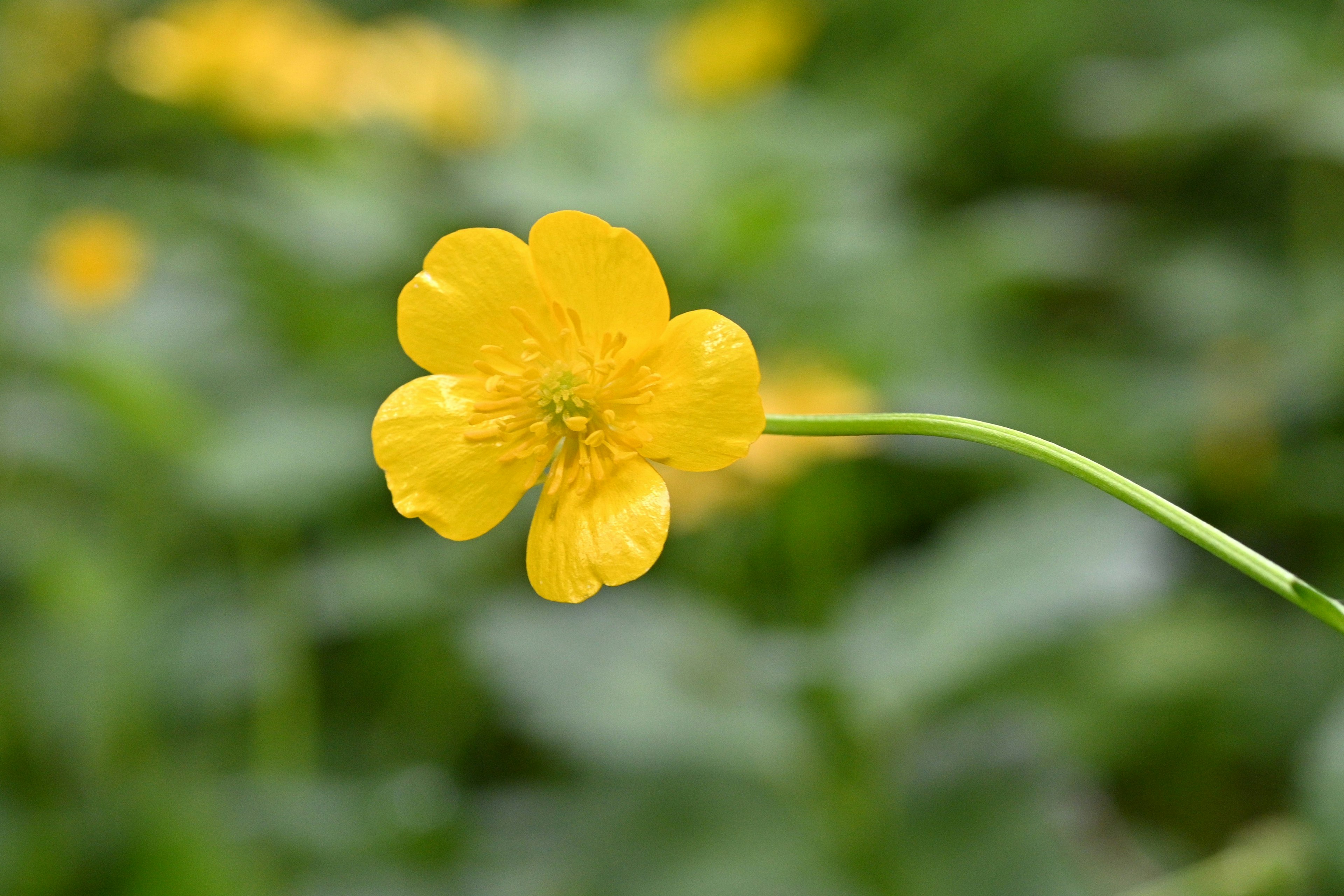 明るい黄色の花が緑の背景に浮かぶ