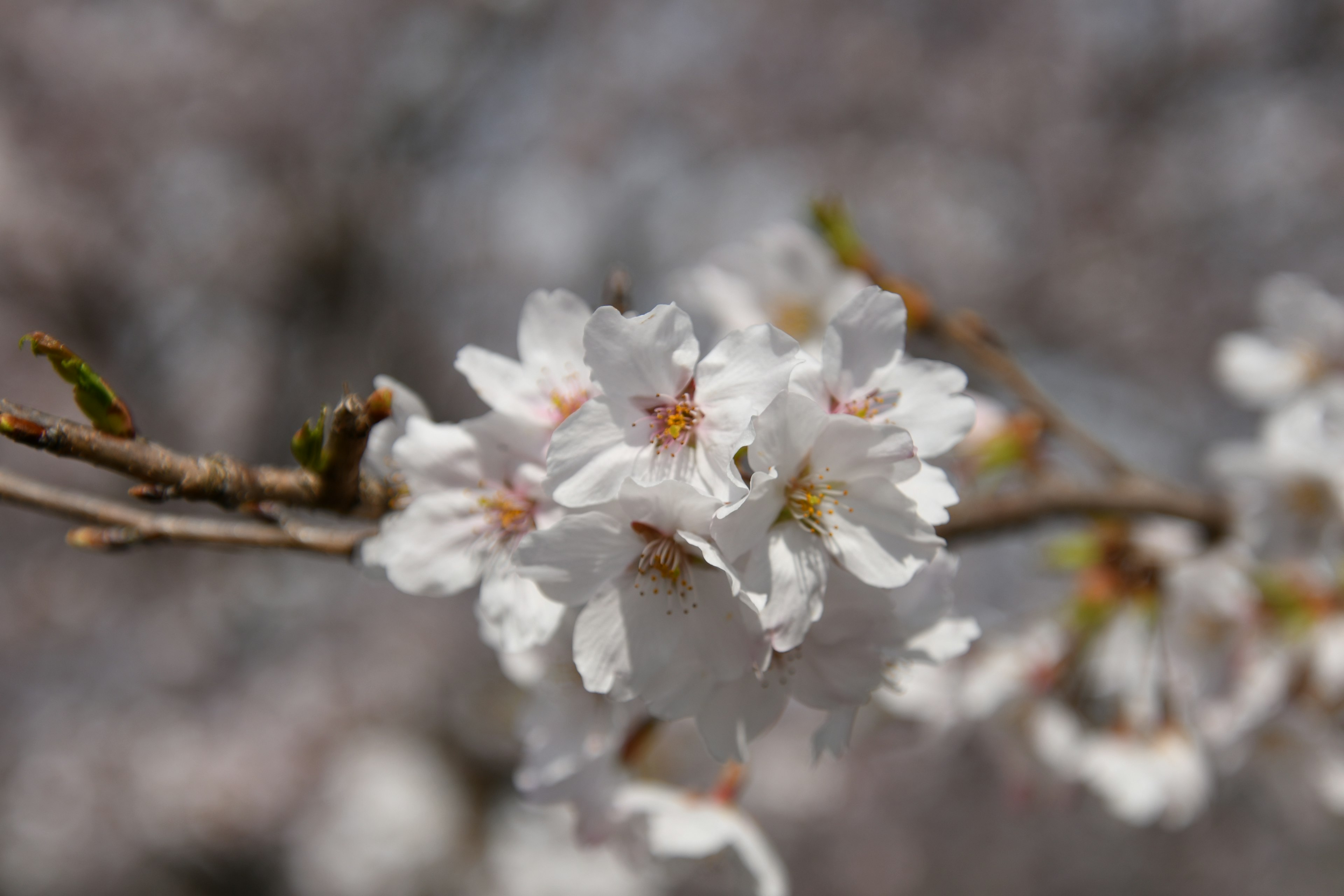 白い桜の花が咲いている枝のクローズアップ