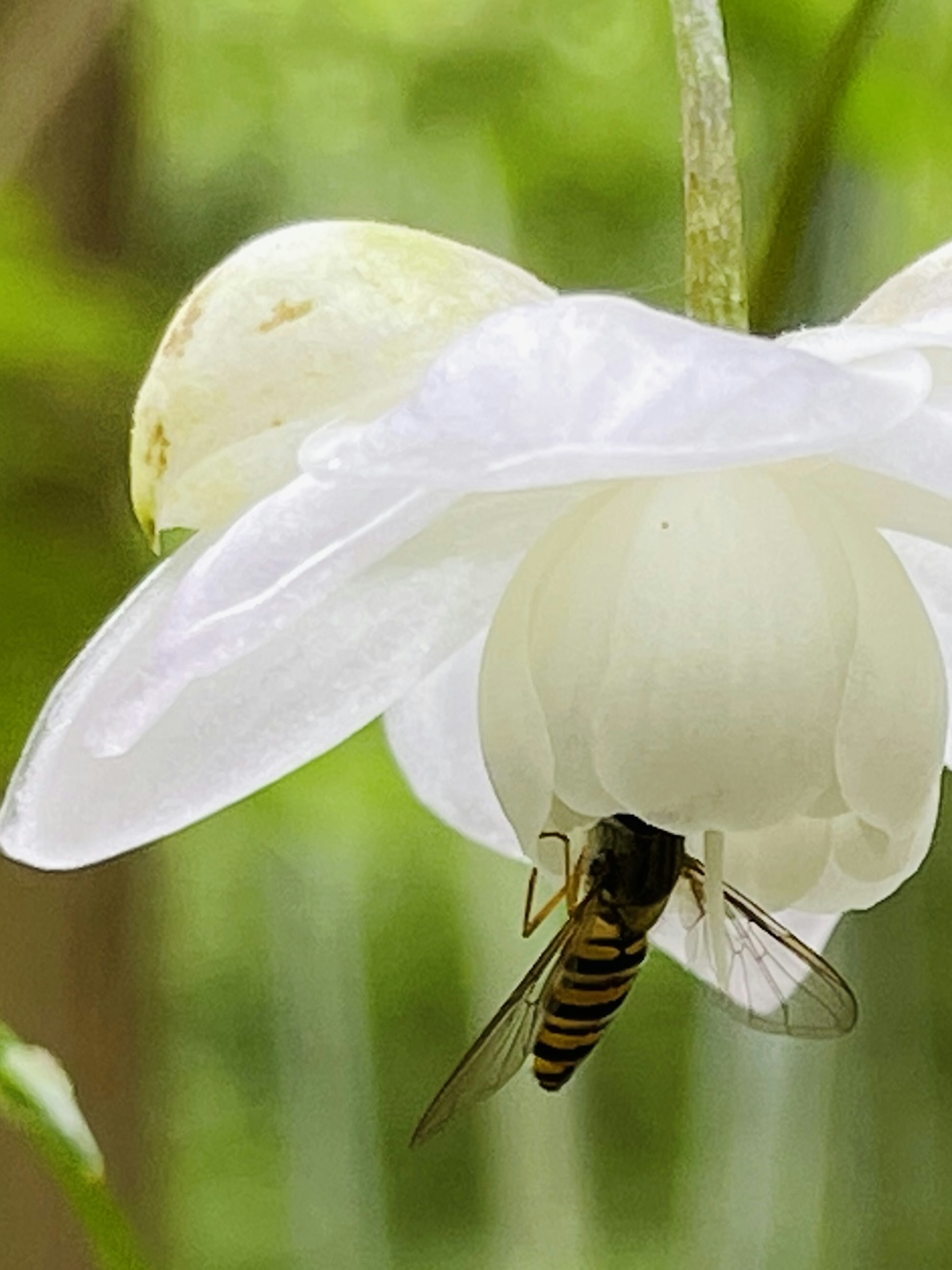 白い花の下にいる蜂のクローズアップ