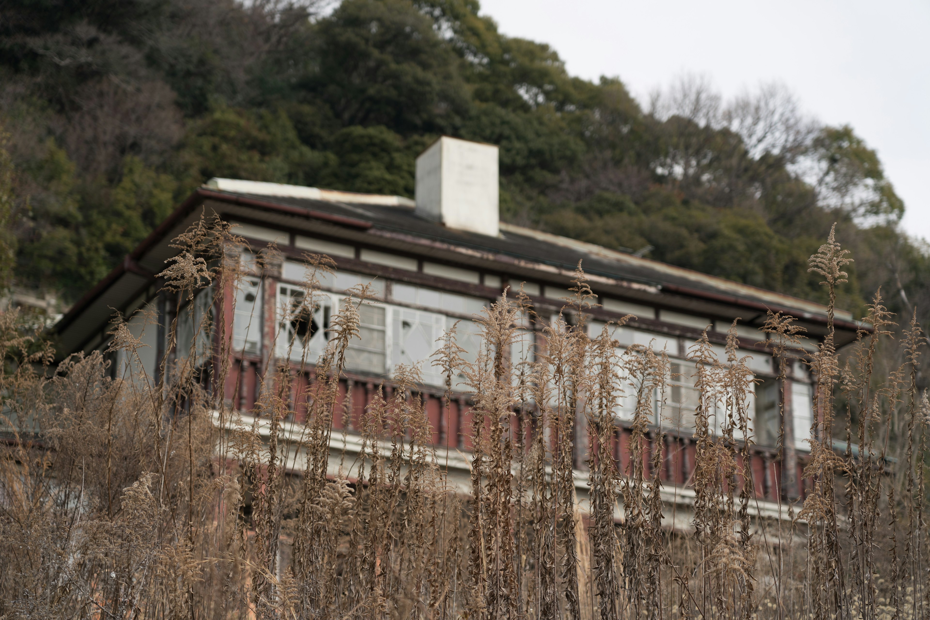 Bâtiment abandonné entouré d'herbes hautes