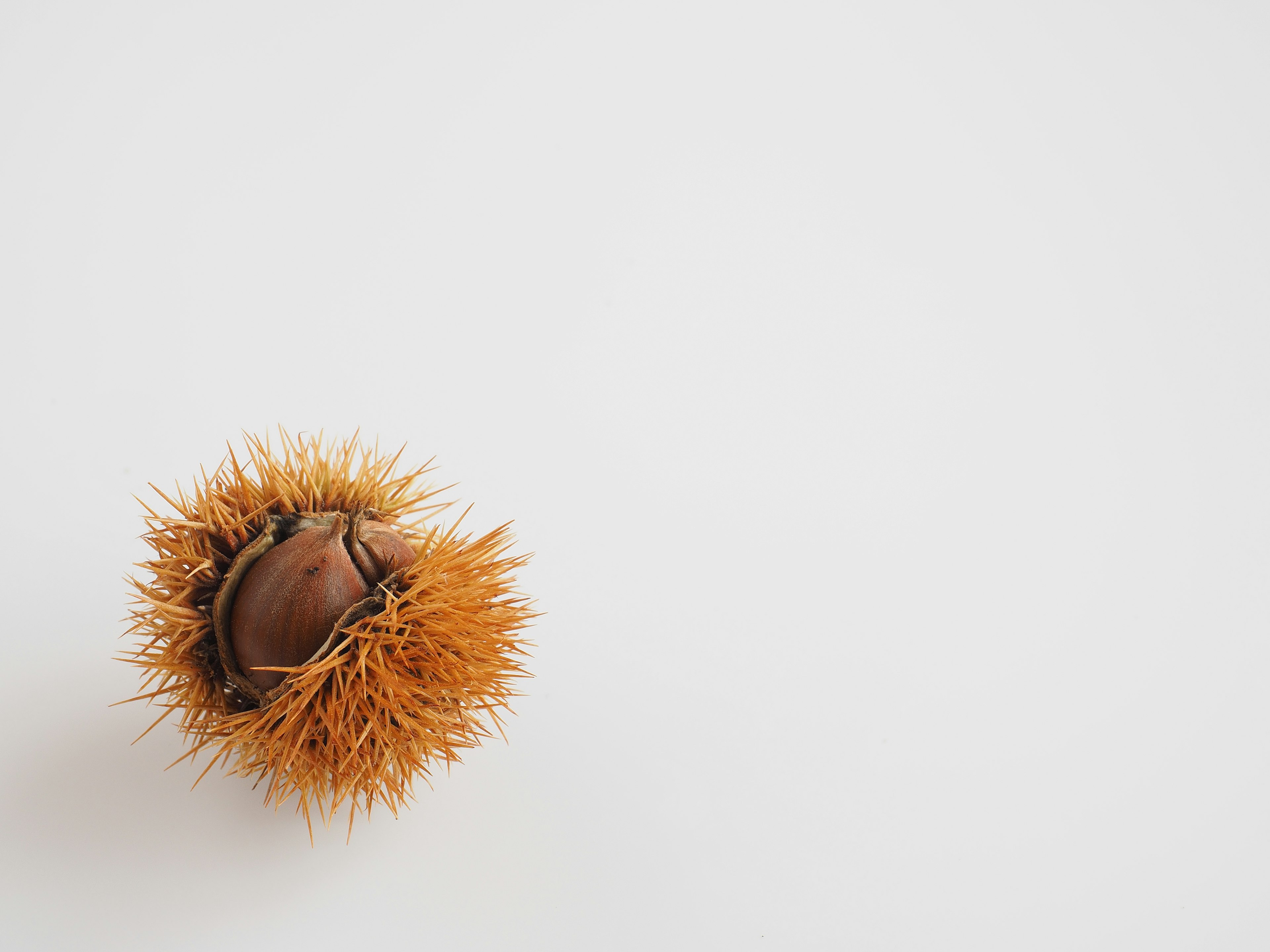 Chestnut with spiky outer shell on a white background