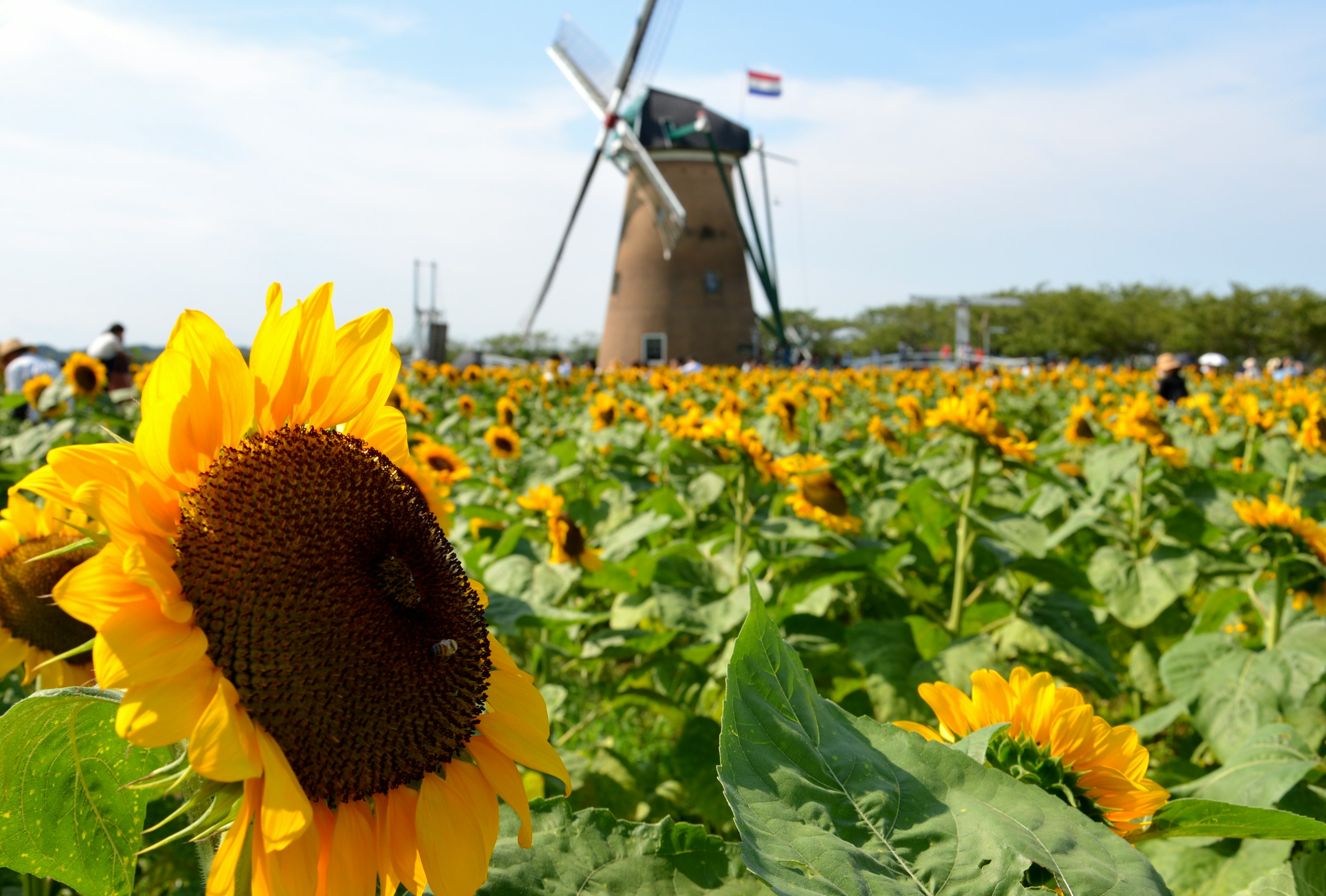 Campo di girasoli con un mulino sullo sfondo