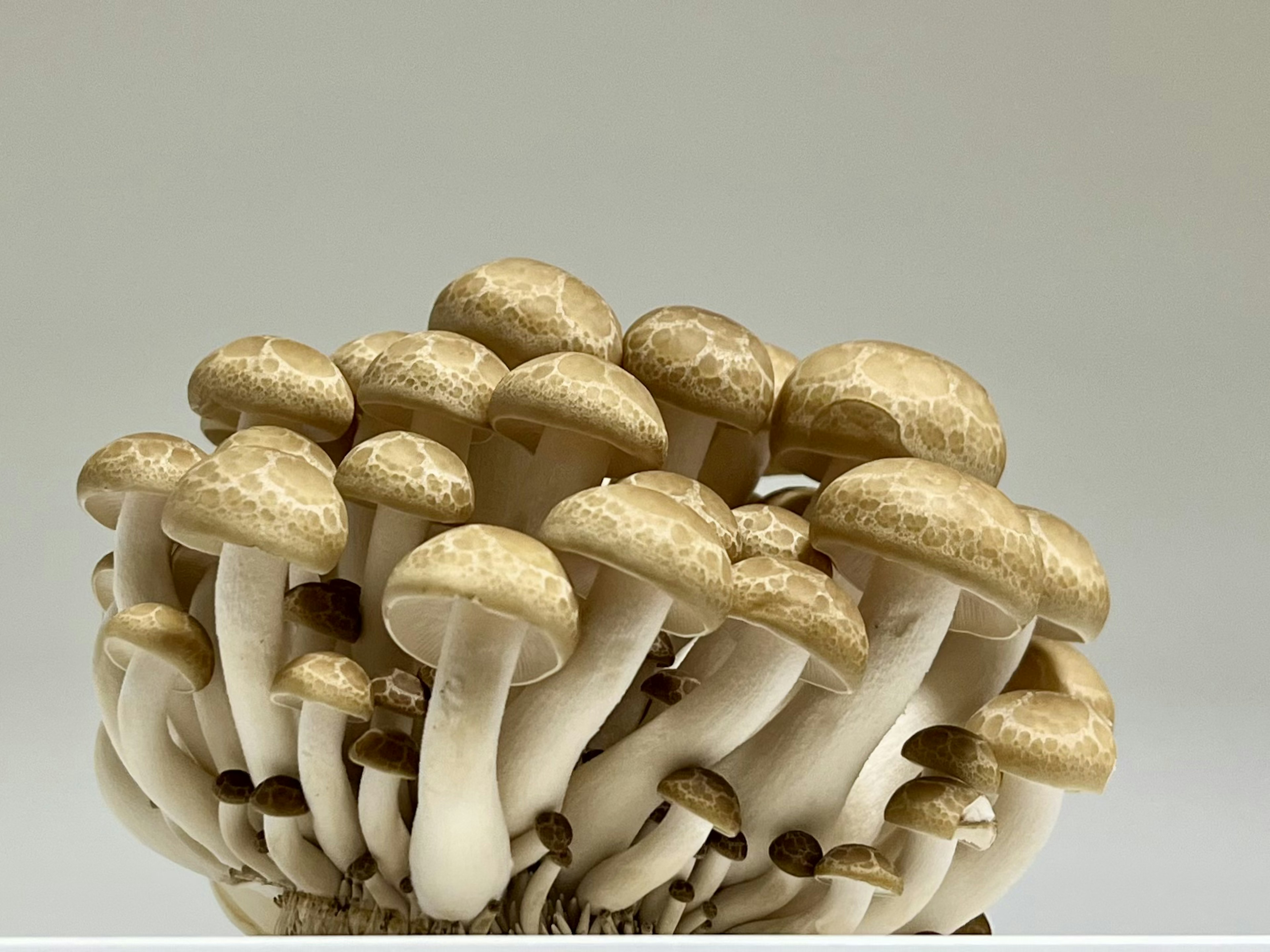 Groupe de champignons avec des tiges blanches et des chapeaux crème