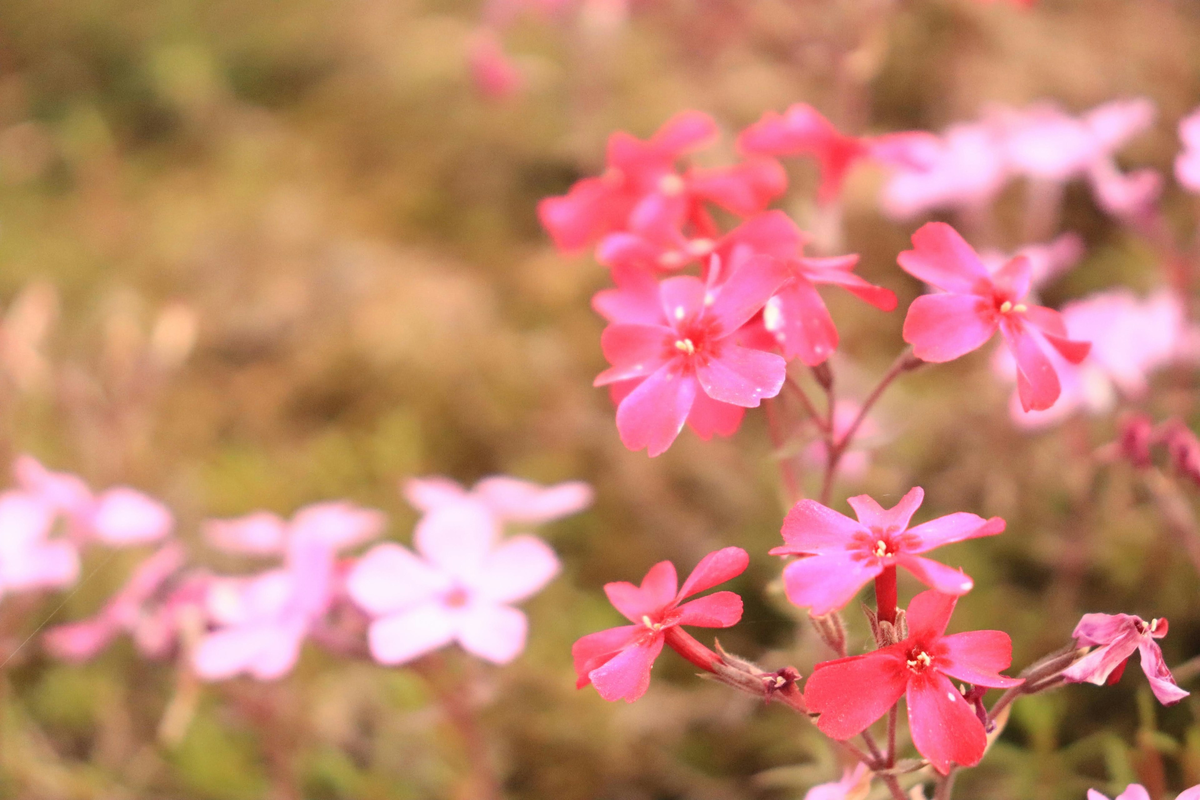 Fiori colorati che sbocciano in un paesaggio con fiori rosa e bianchi mescolati