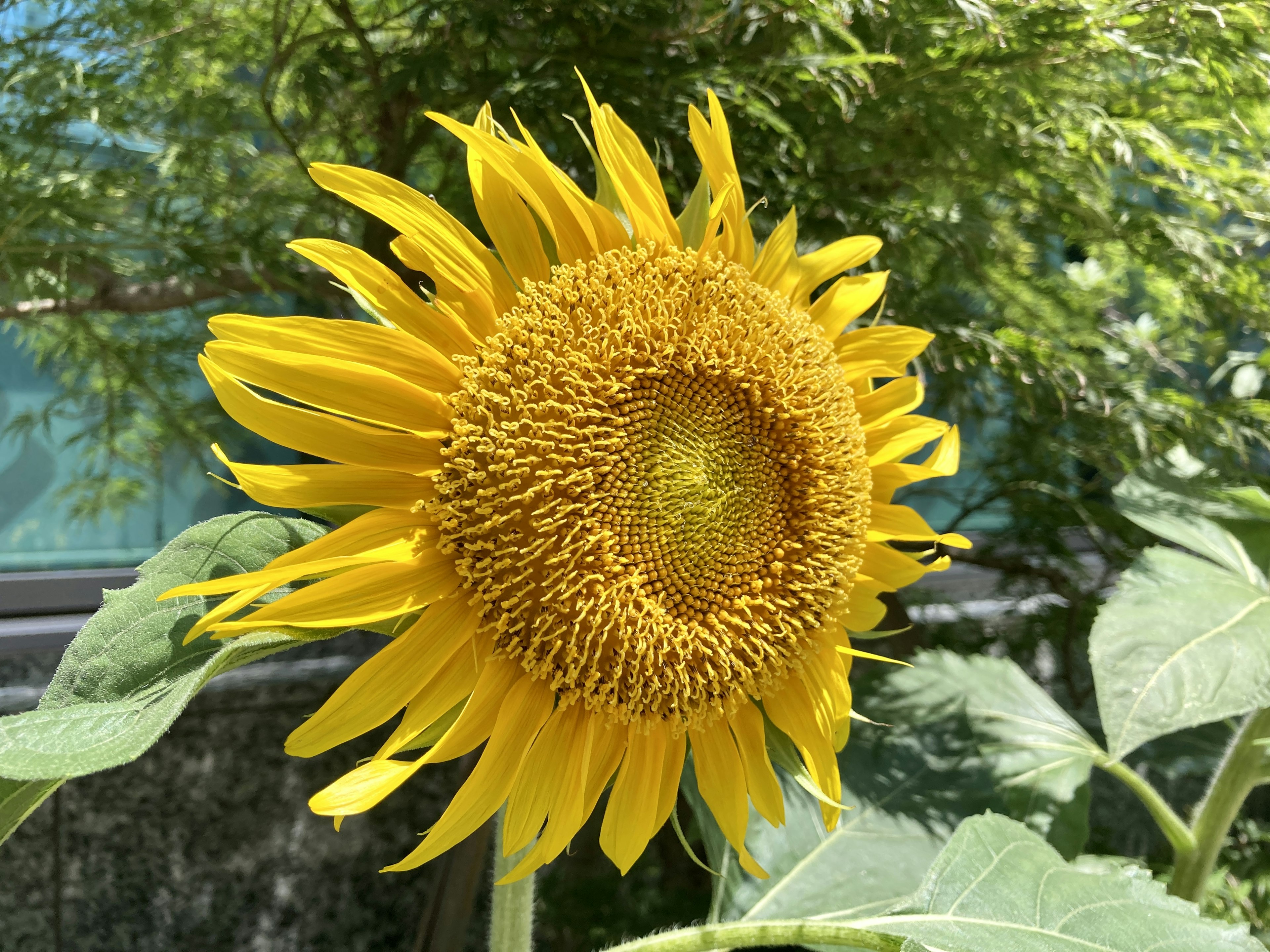 Tournesol jaune vif se baignant au soleil