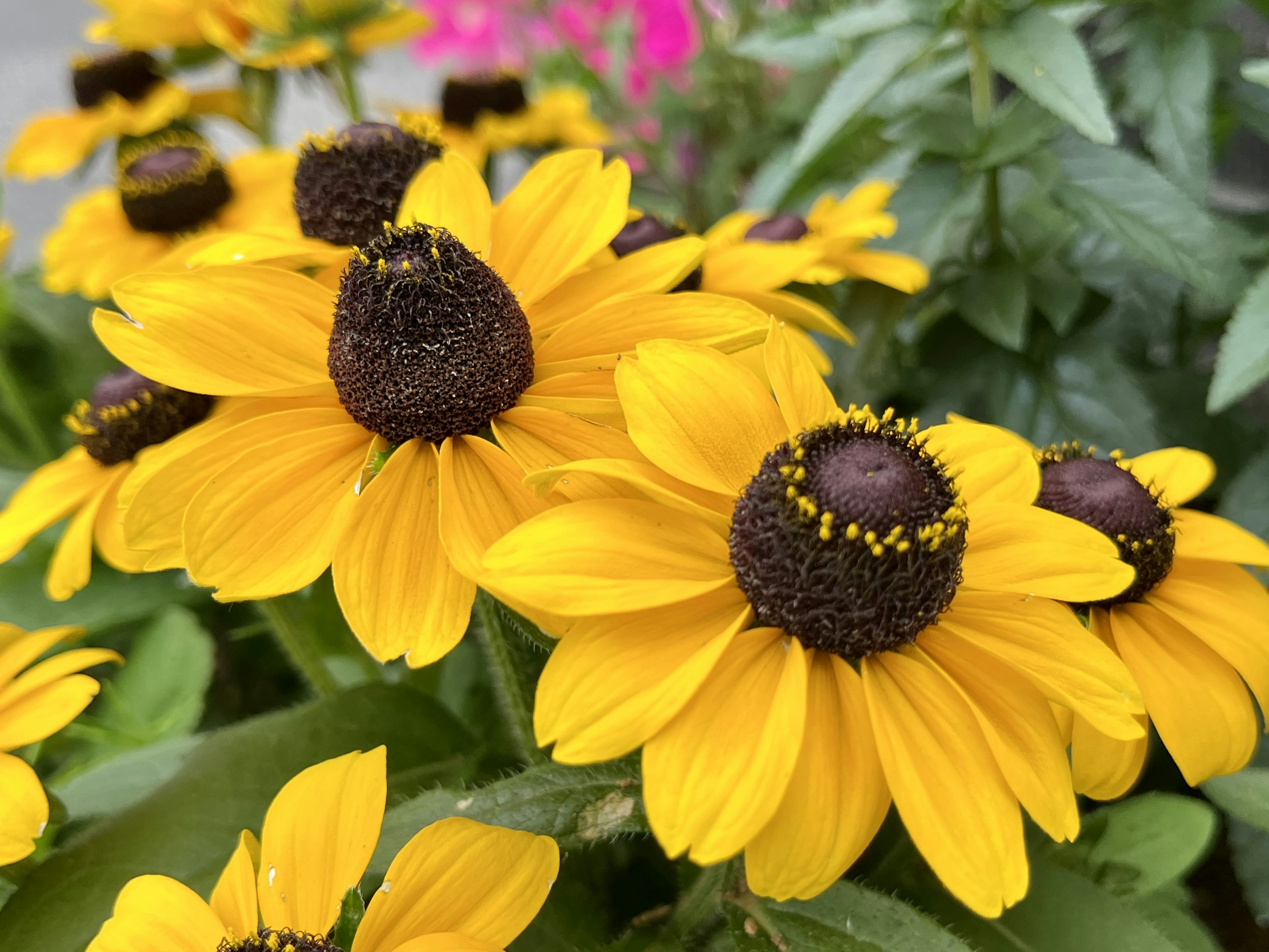 鮮やかな黄色の花が咲いているシーンで、中央に茶色の花芯がある