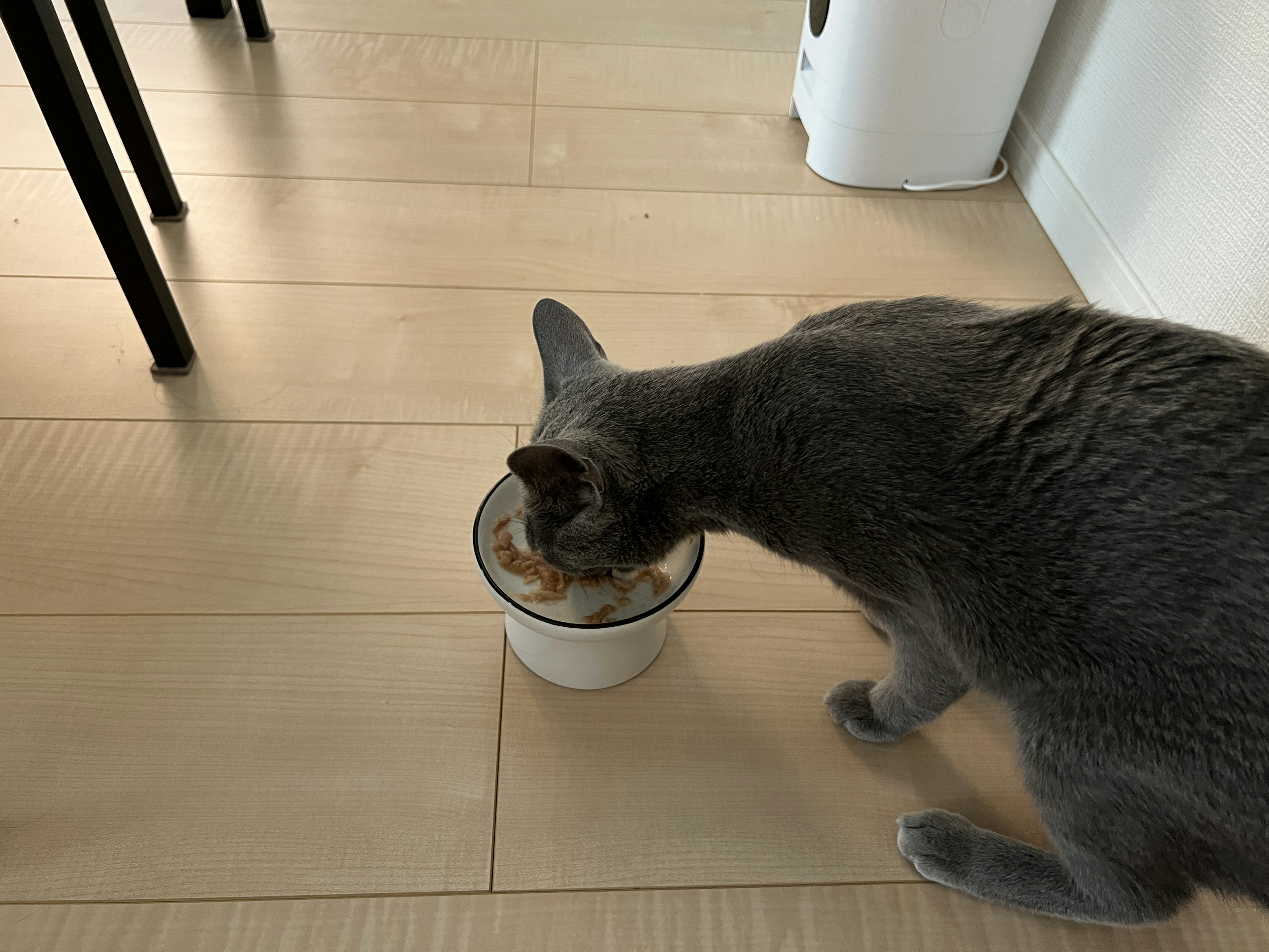 Gatto grigio che mangia da una ciotola bianca su un pavimento in legno