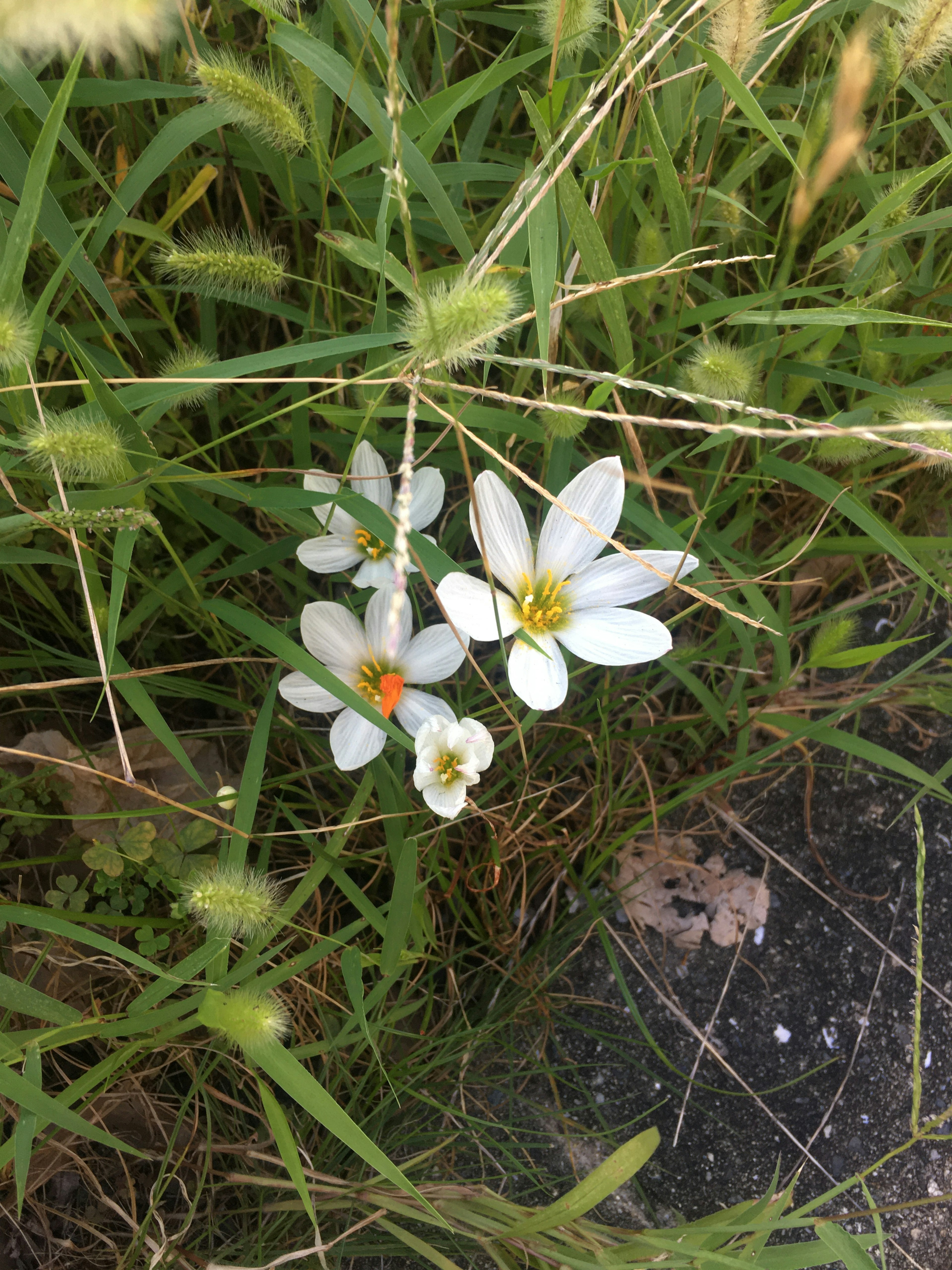 白い花が緑の草の中に咲いている様子