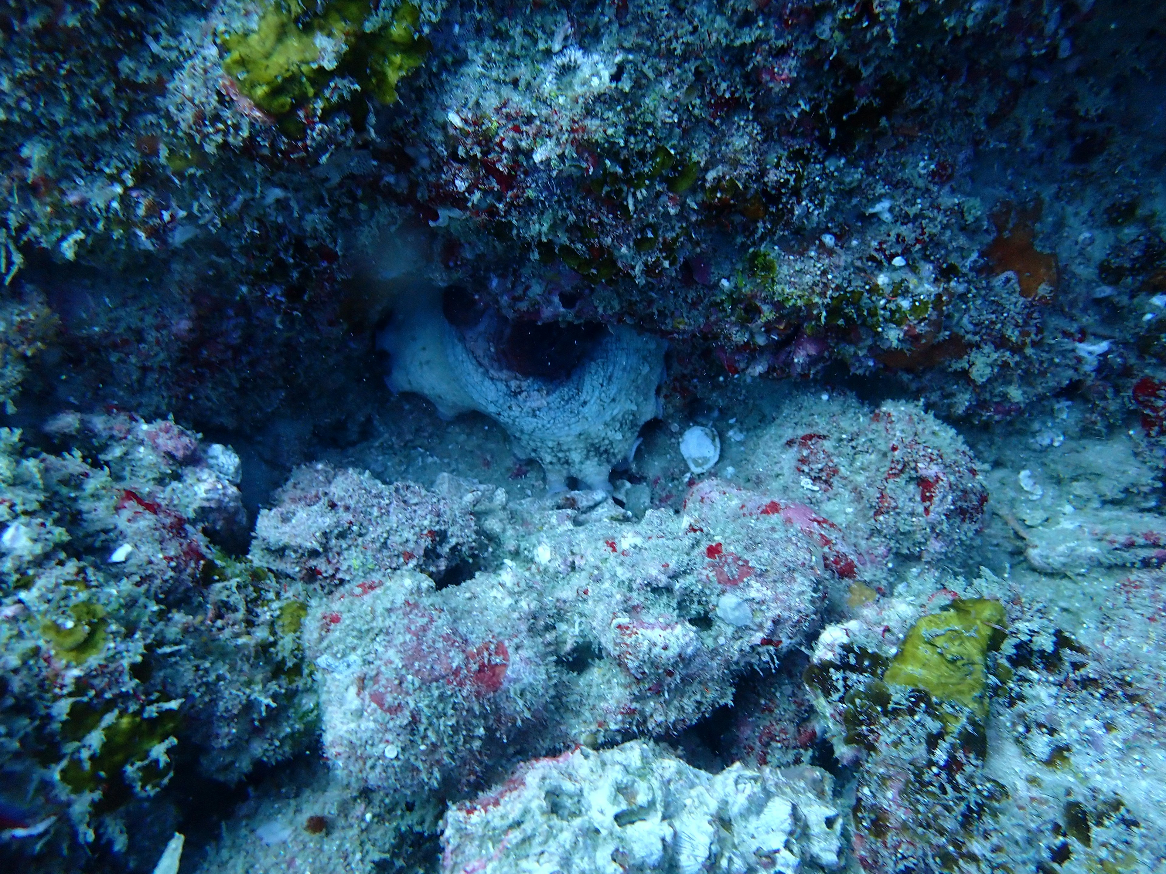 Diverse marine life and colorful algae beneath a coral reef