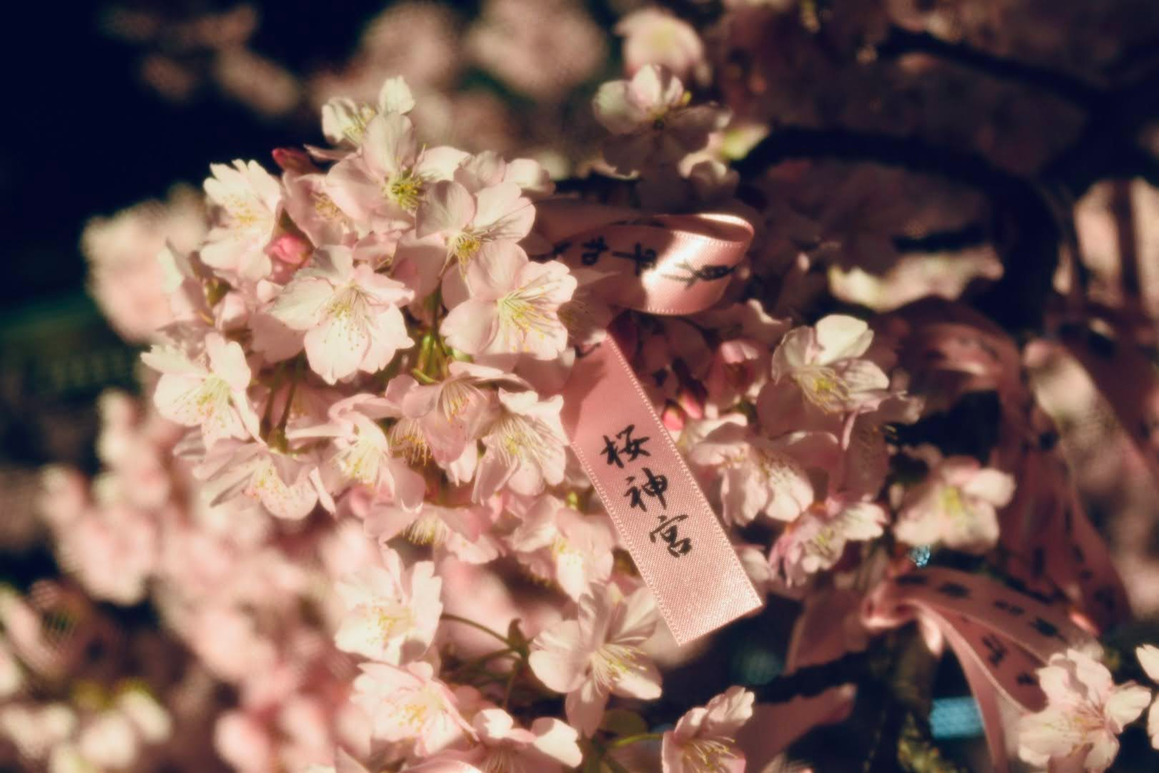 Beautiful scene of cherry blossoms with a message tag