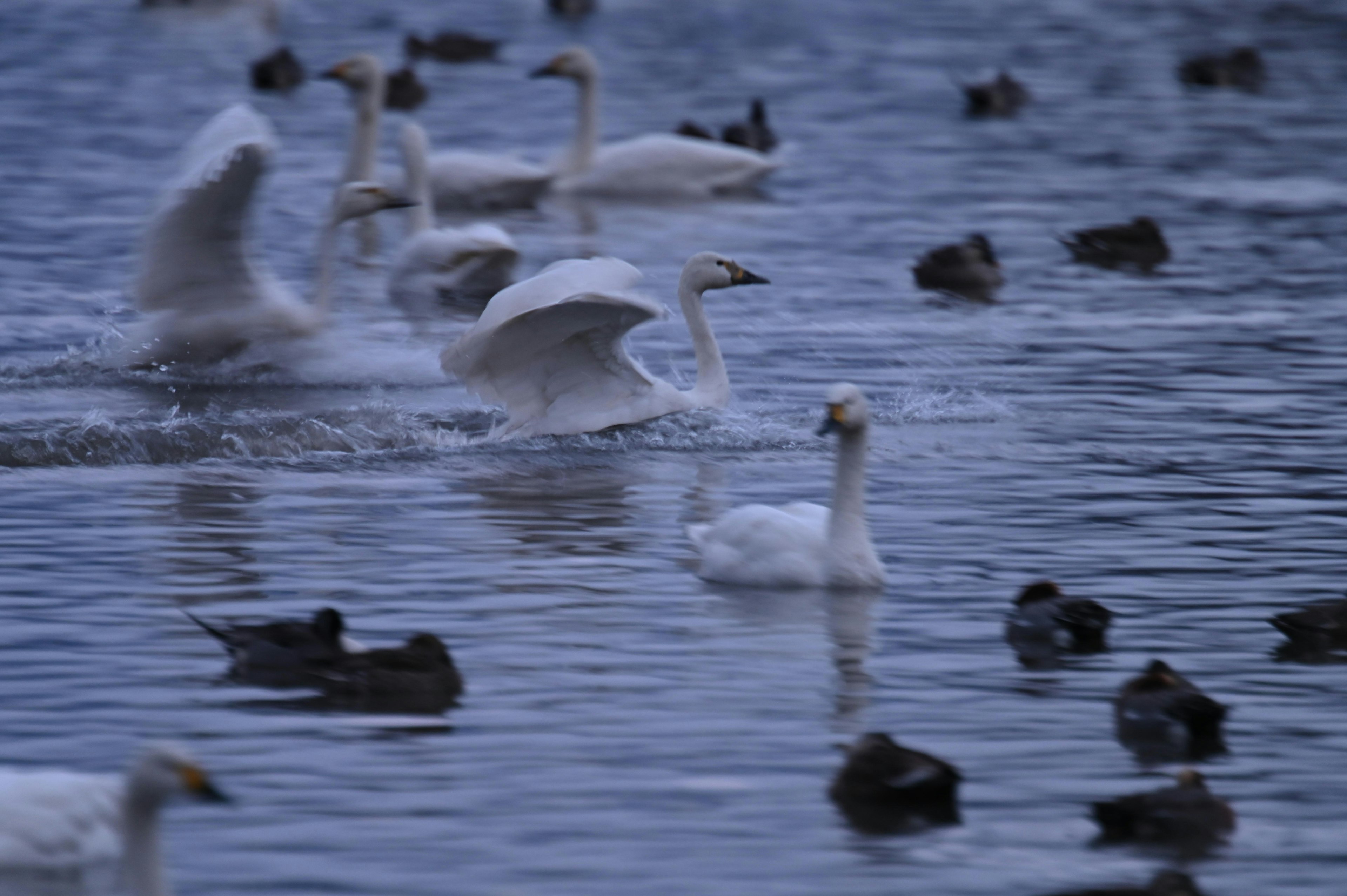 水面に浮かぶ白鳥とカモの群れの風景