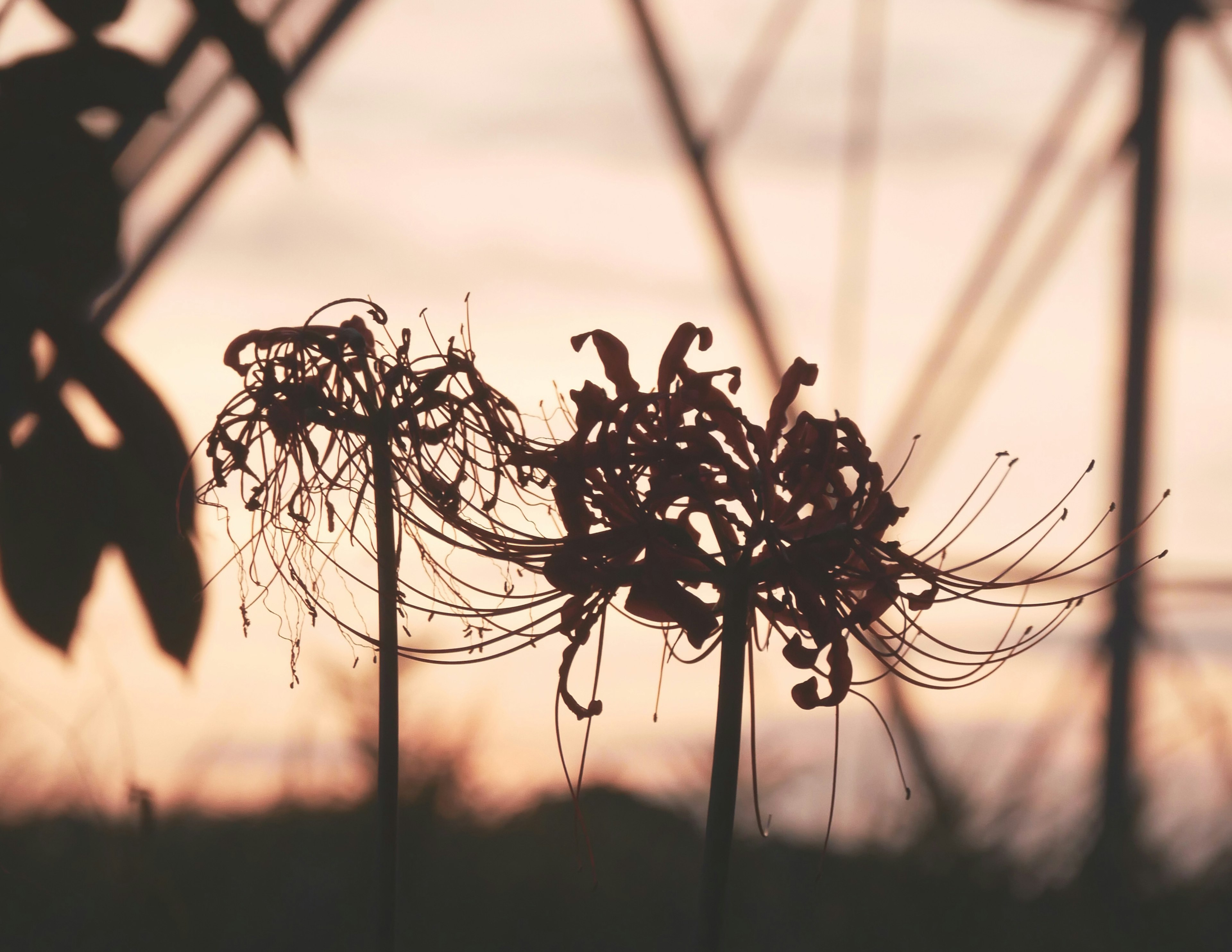 夕阳背景下的花朵轮廓