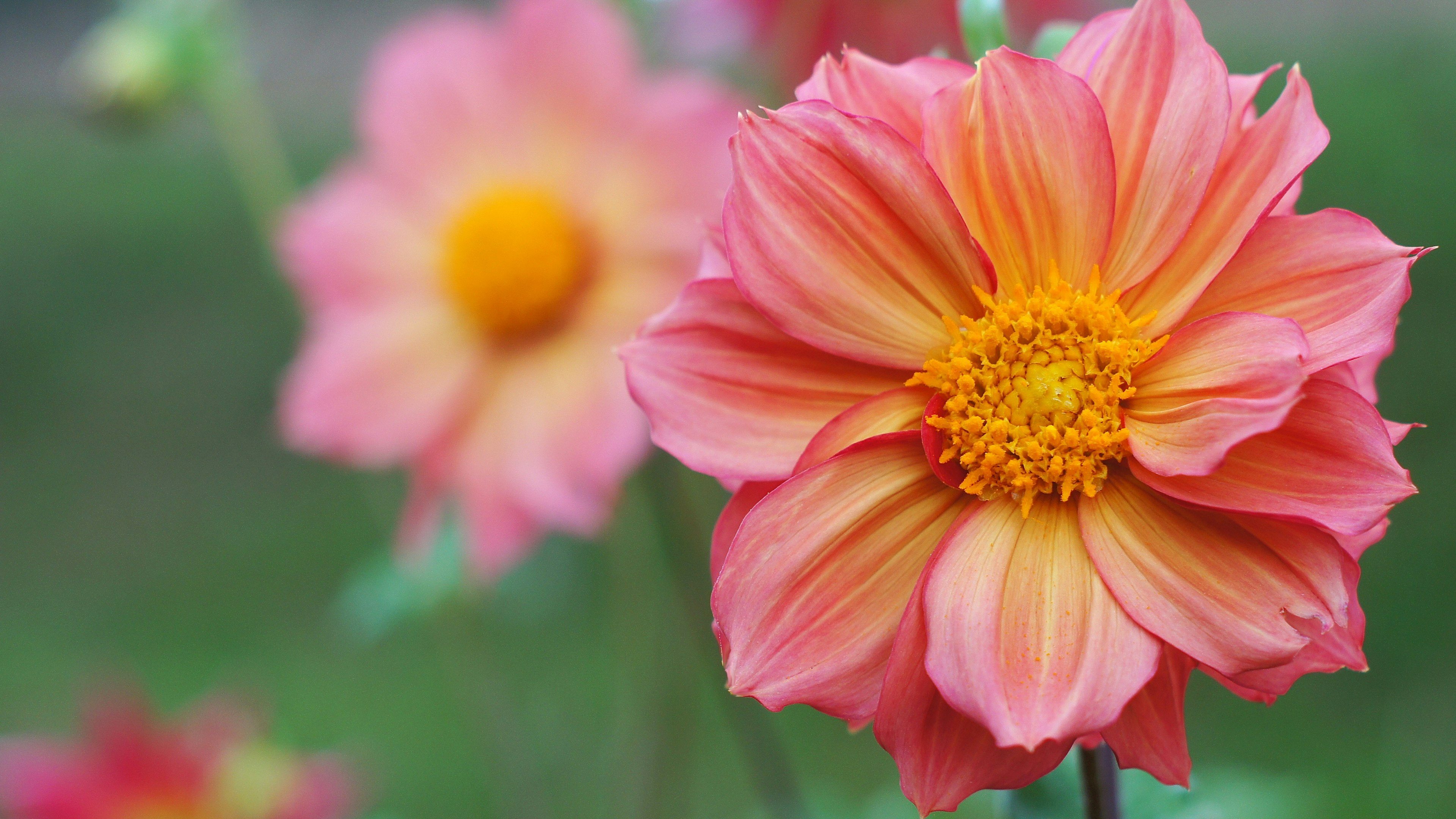 鮮やかなピンクの花とオレンジの中心を持つ花のクローズアップ