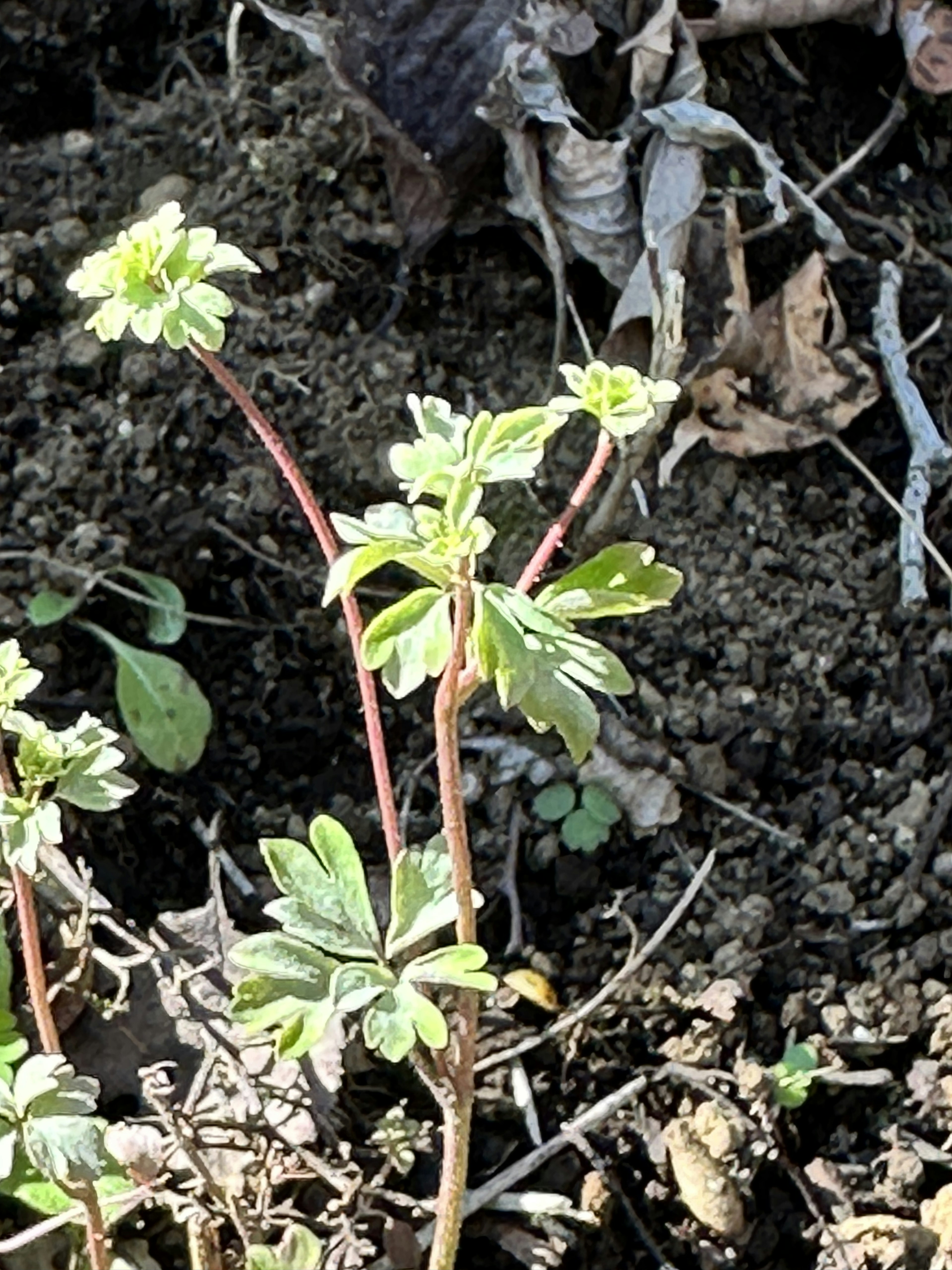 Una planta verde con pequeñas flores creciendo en el suelo