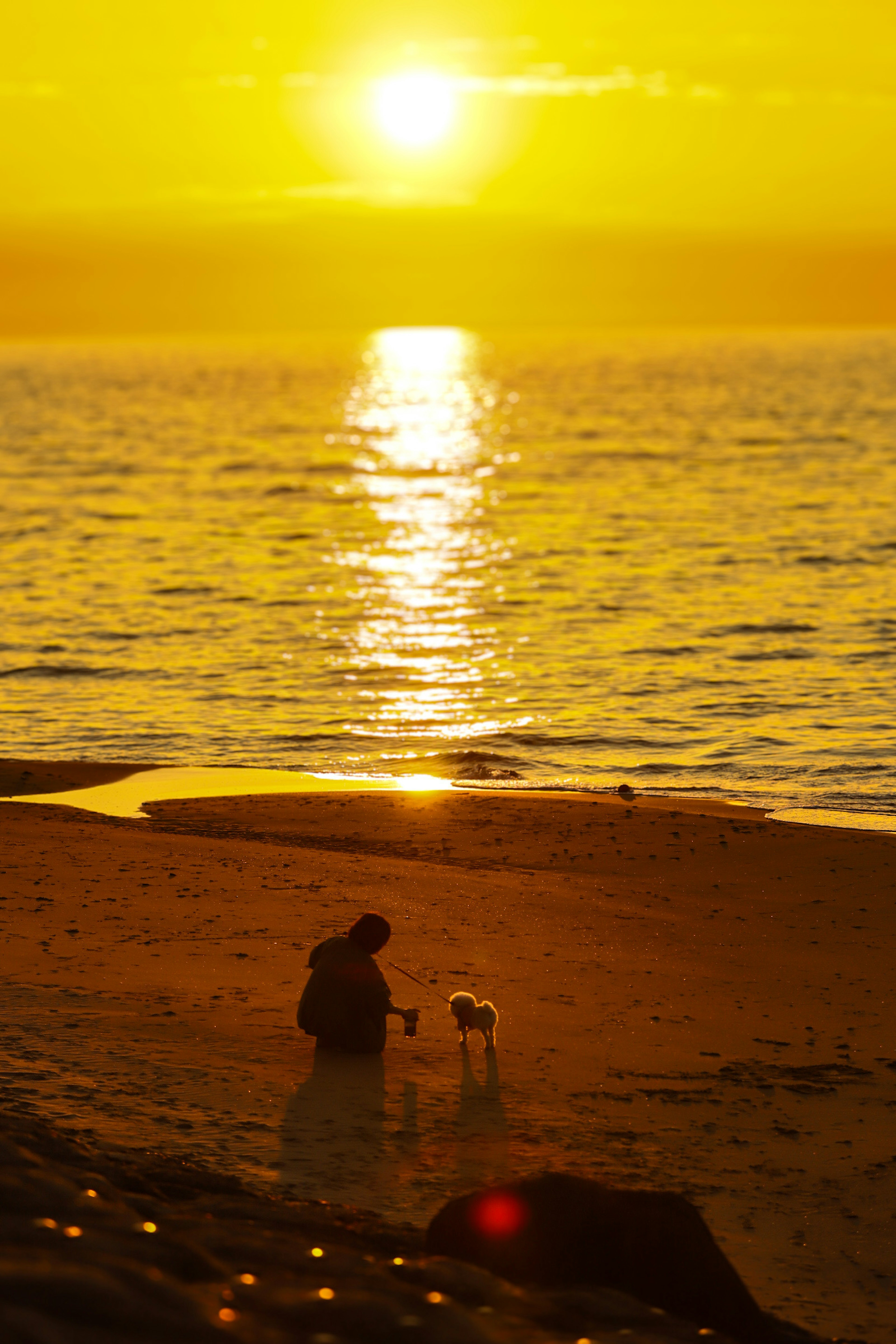 A person playing with a dog on the beach at sunset