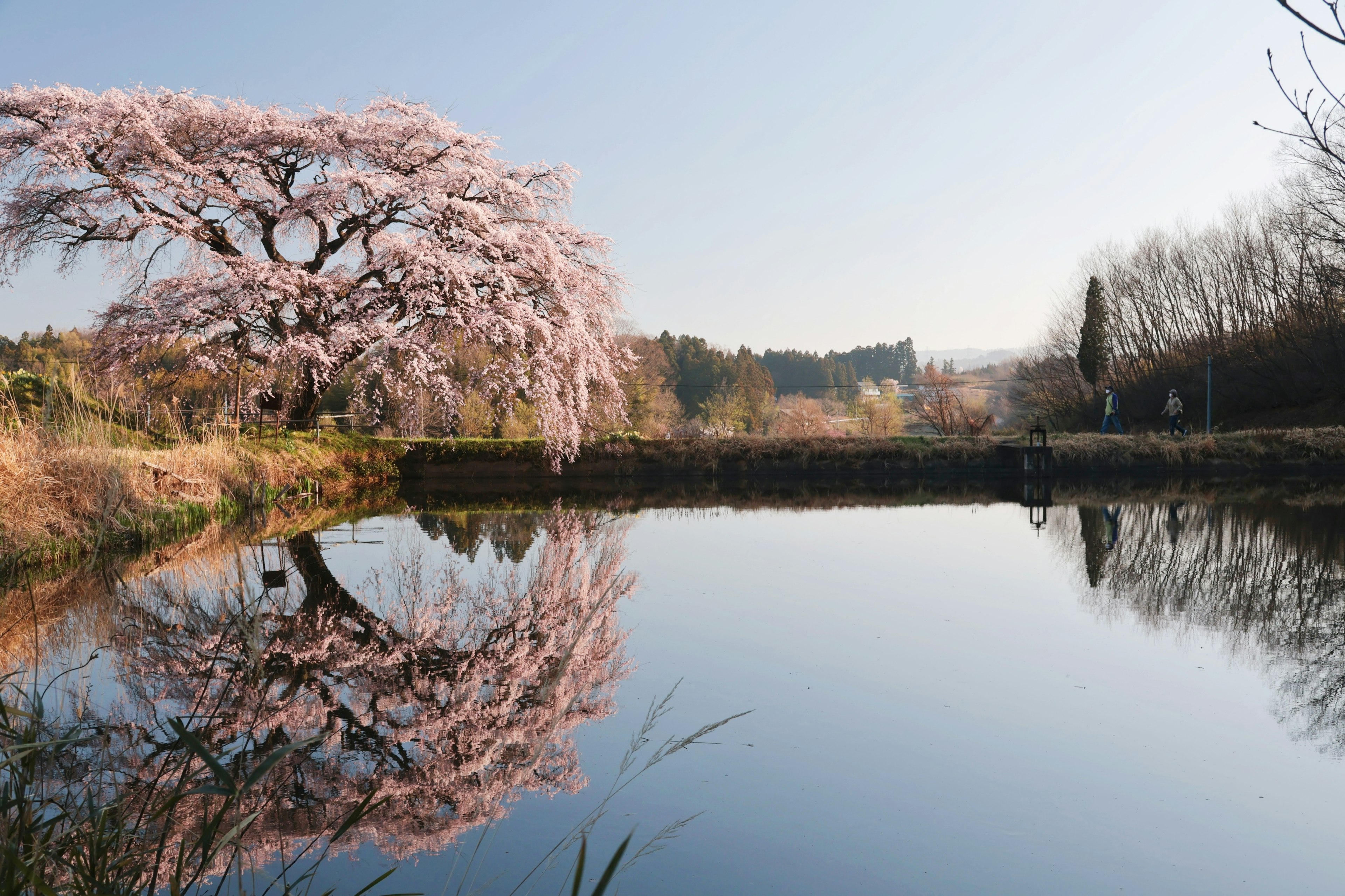 Sebuah pohon sakura yang indah berdiri di tepi kolam yang tenang