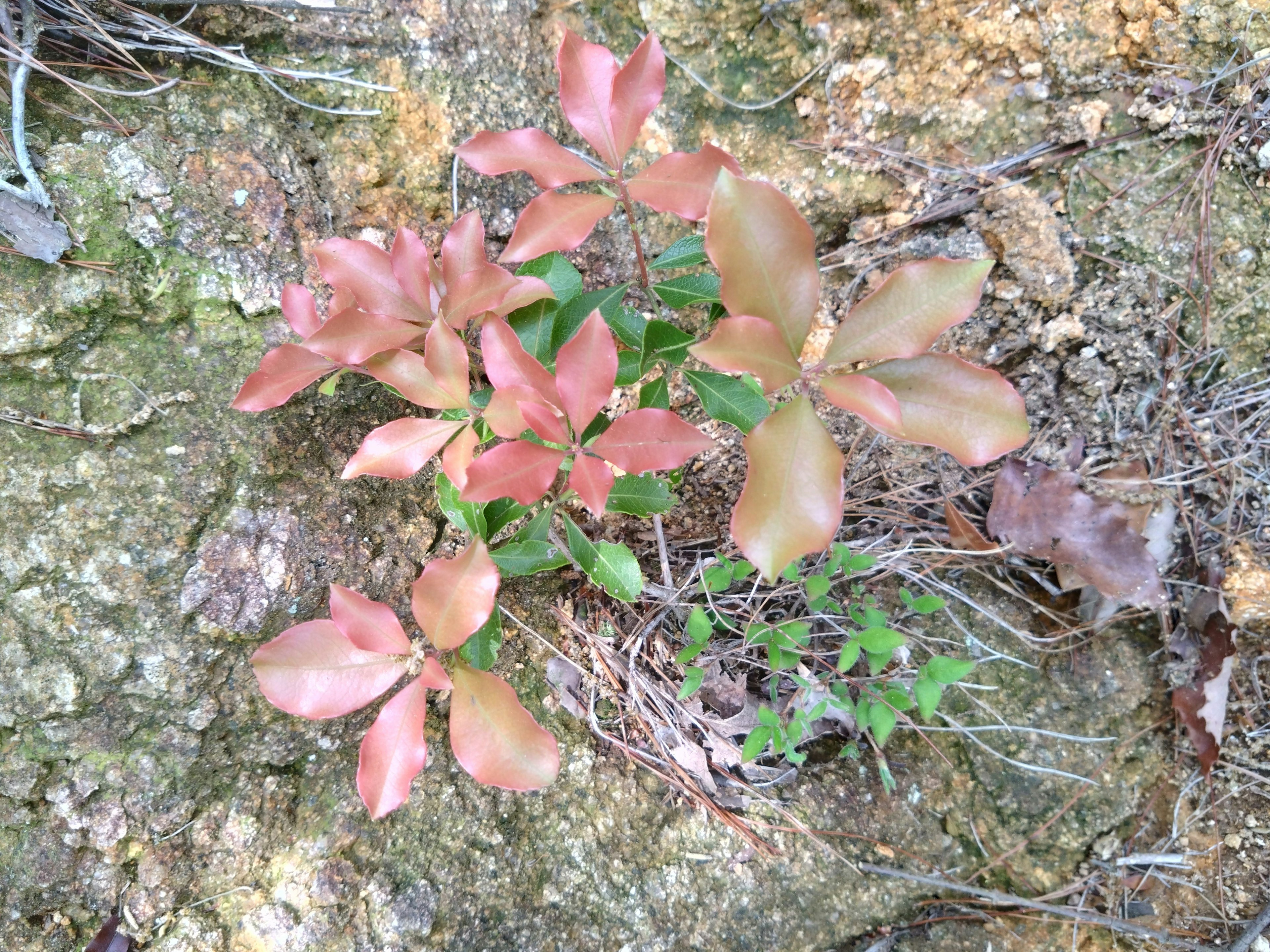 Plantas rojas y verdes creciendo sobre una superficie rocosa