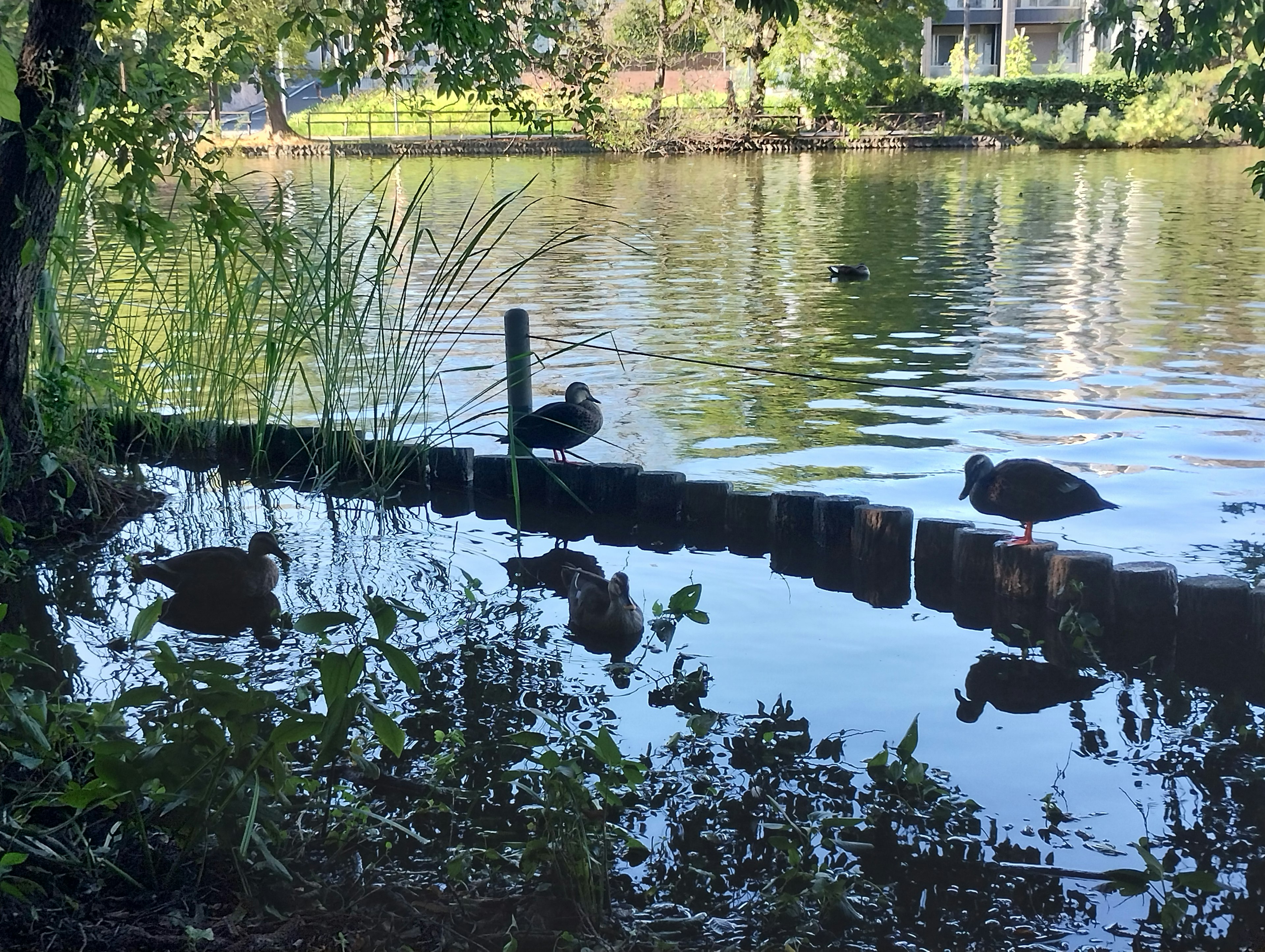 Enten ruhen am ruhigen Wasser mit grünem Gras