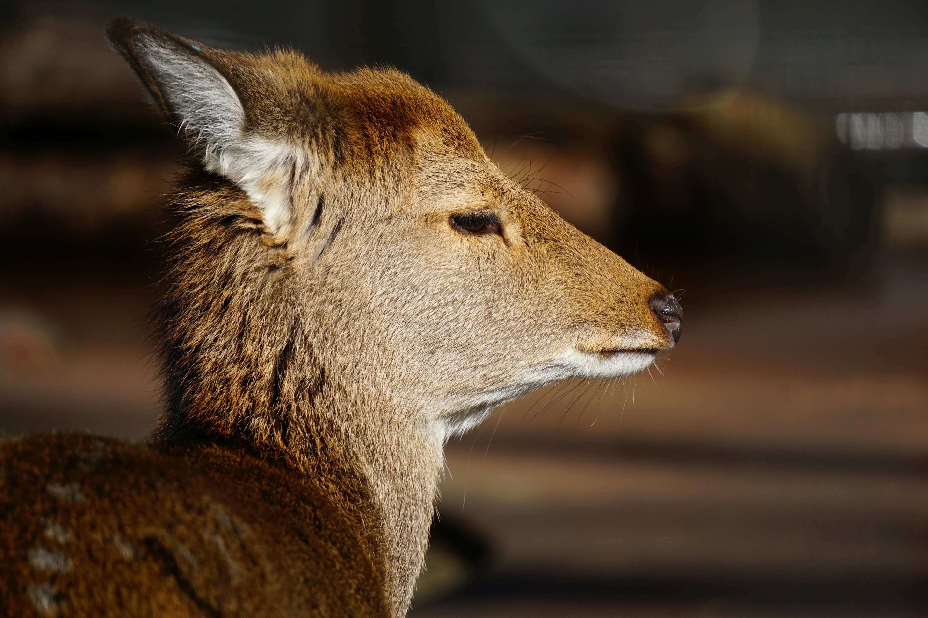 Close-up dari rusa yang indah dengan profil samping