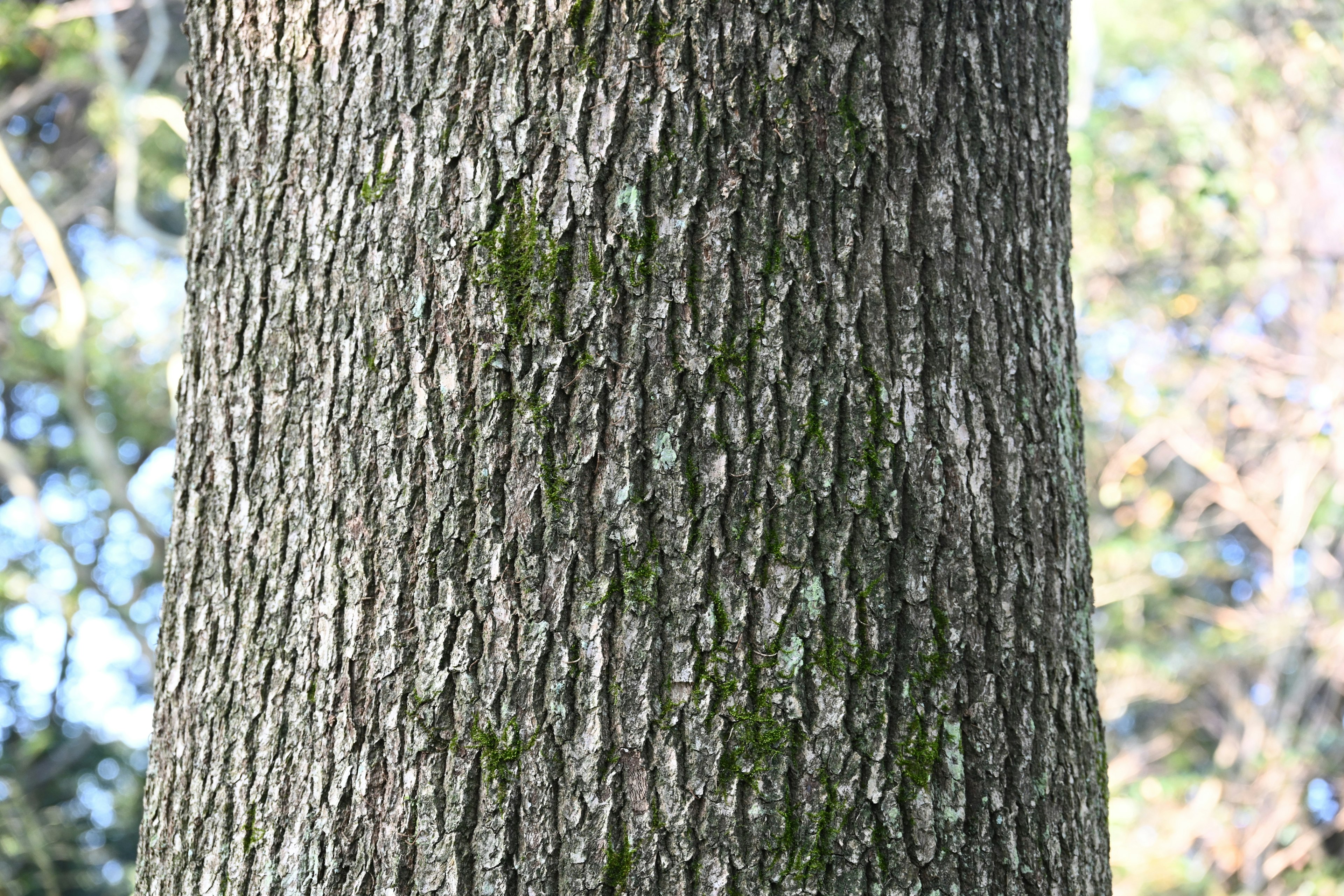 Detailed texture and surface patterns of a tree trunk