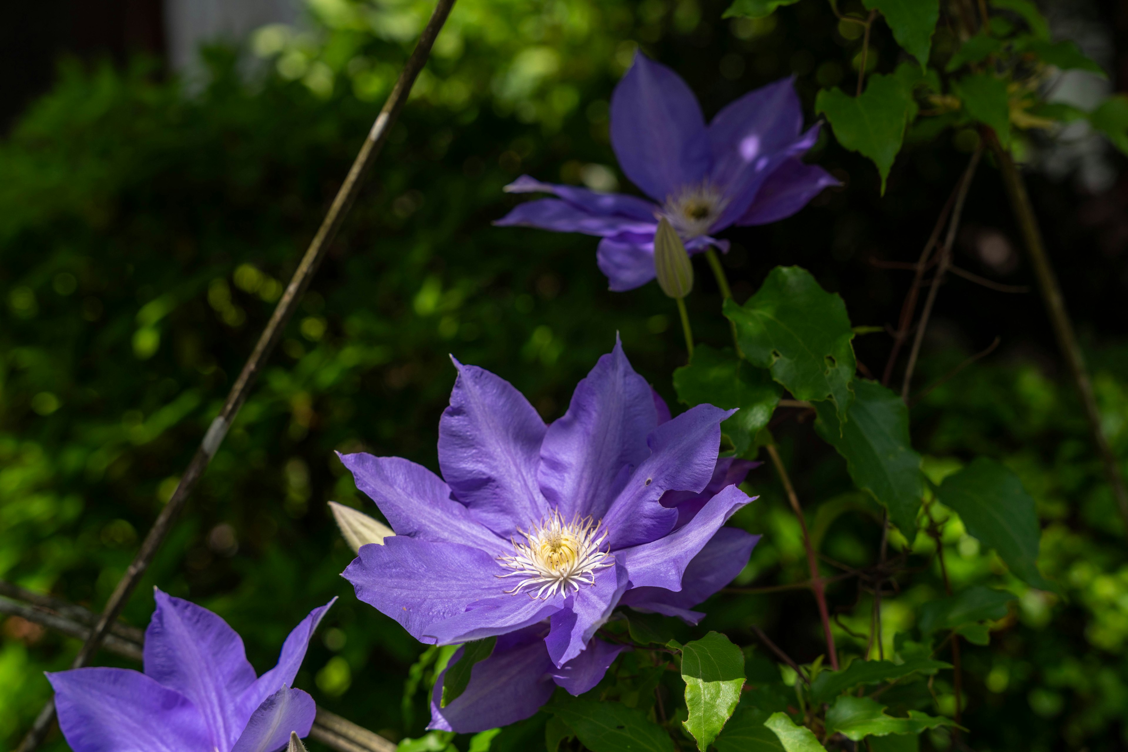 Bunga clematis ungu yang indah dikelilingi oleh daun hijau