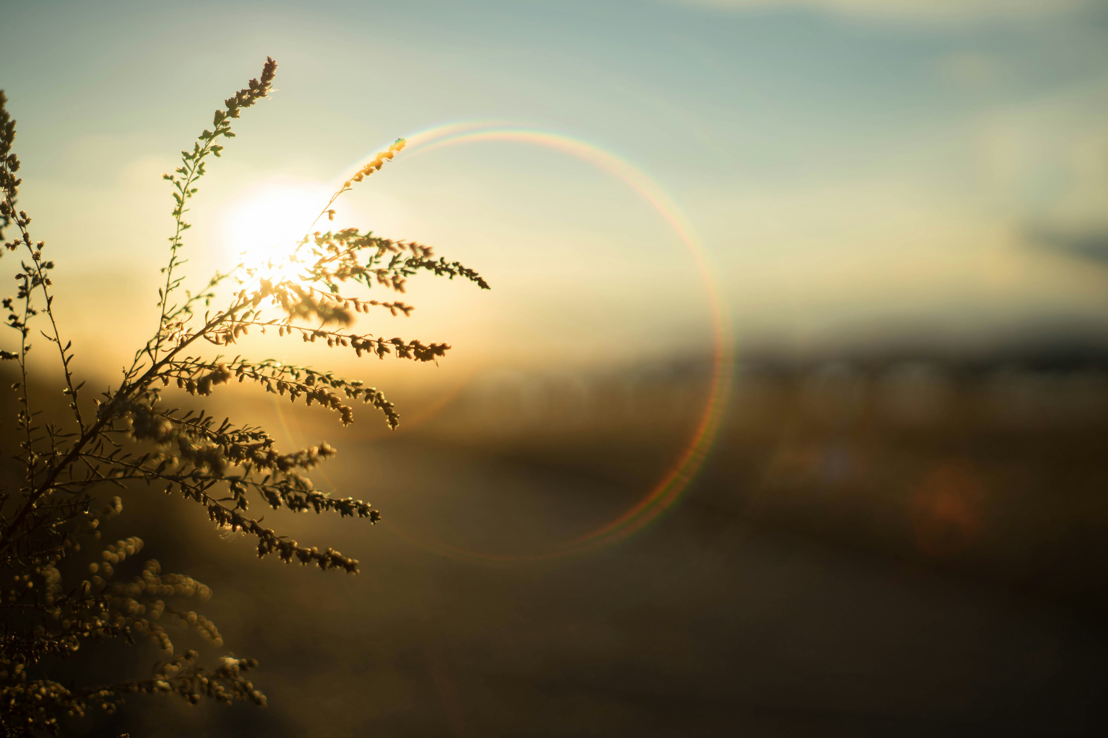 Silueta de hierba con el atardecer de fondo y un suave halo de luz