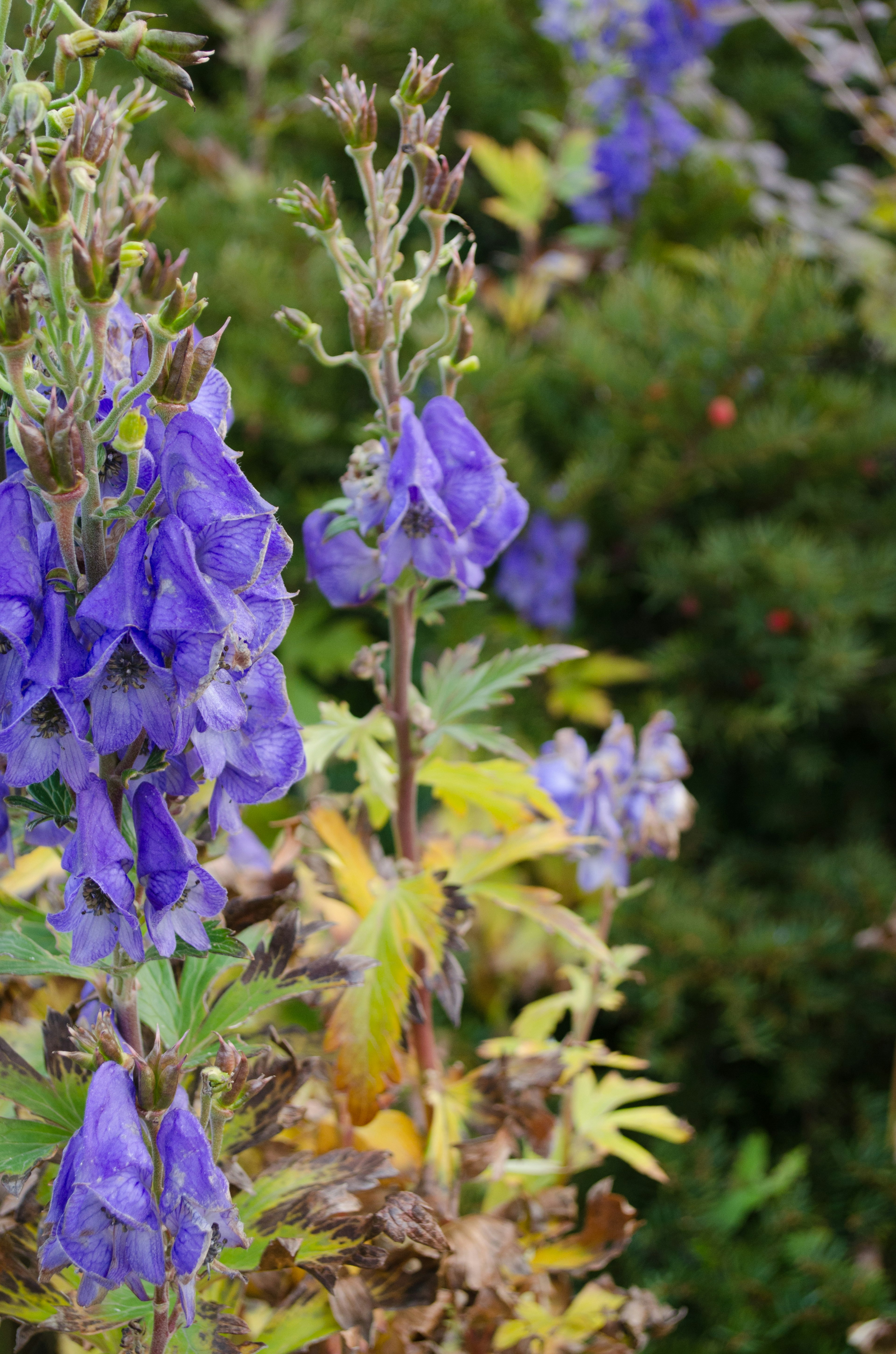 青紫色の花が咲く植物のクローズアップ 背景には緑の葉や草が見える