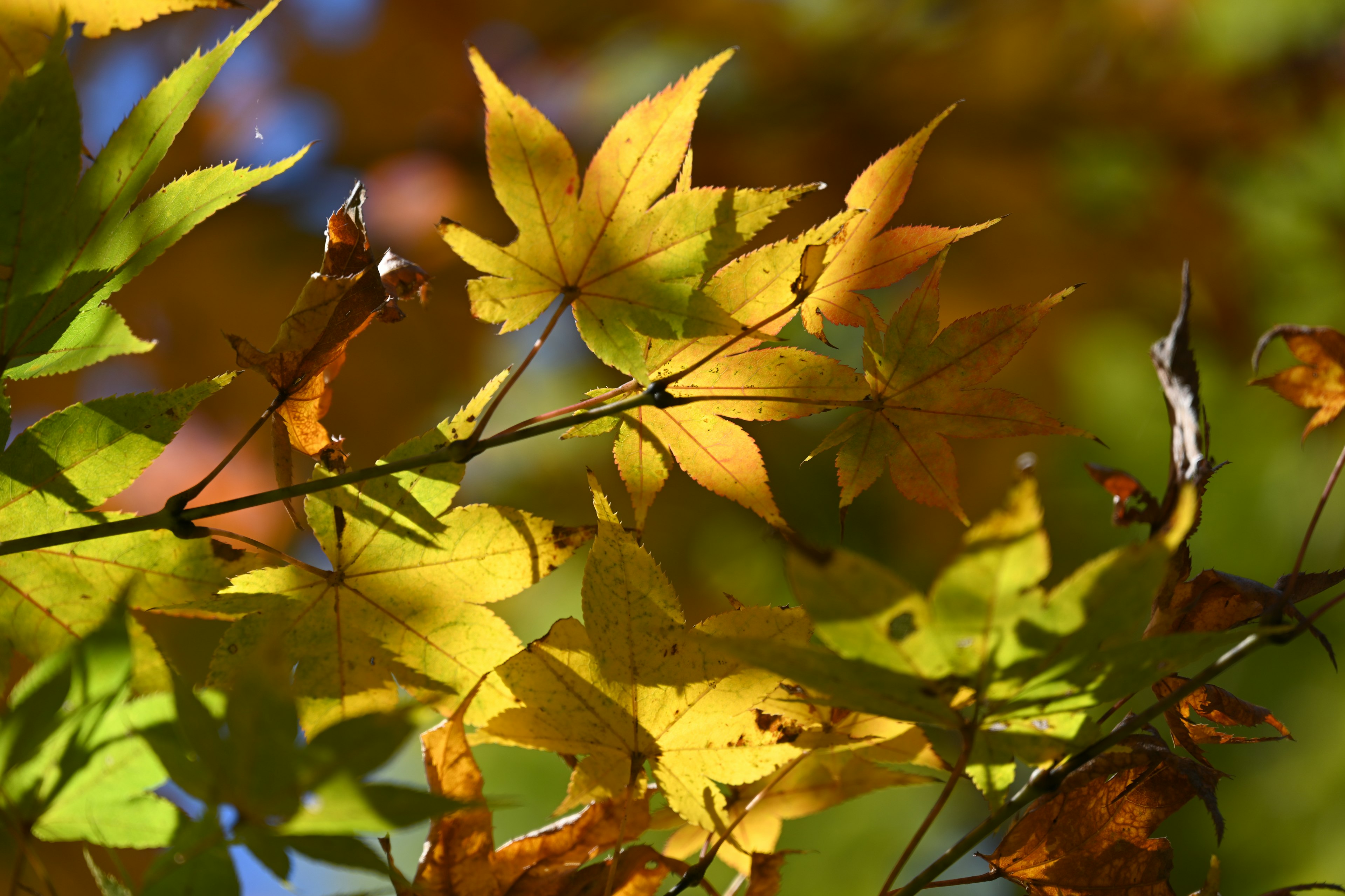 Close-up of autumn maple leaves in vibrant green and yellow hues