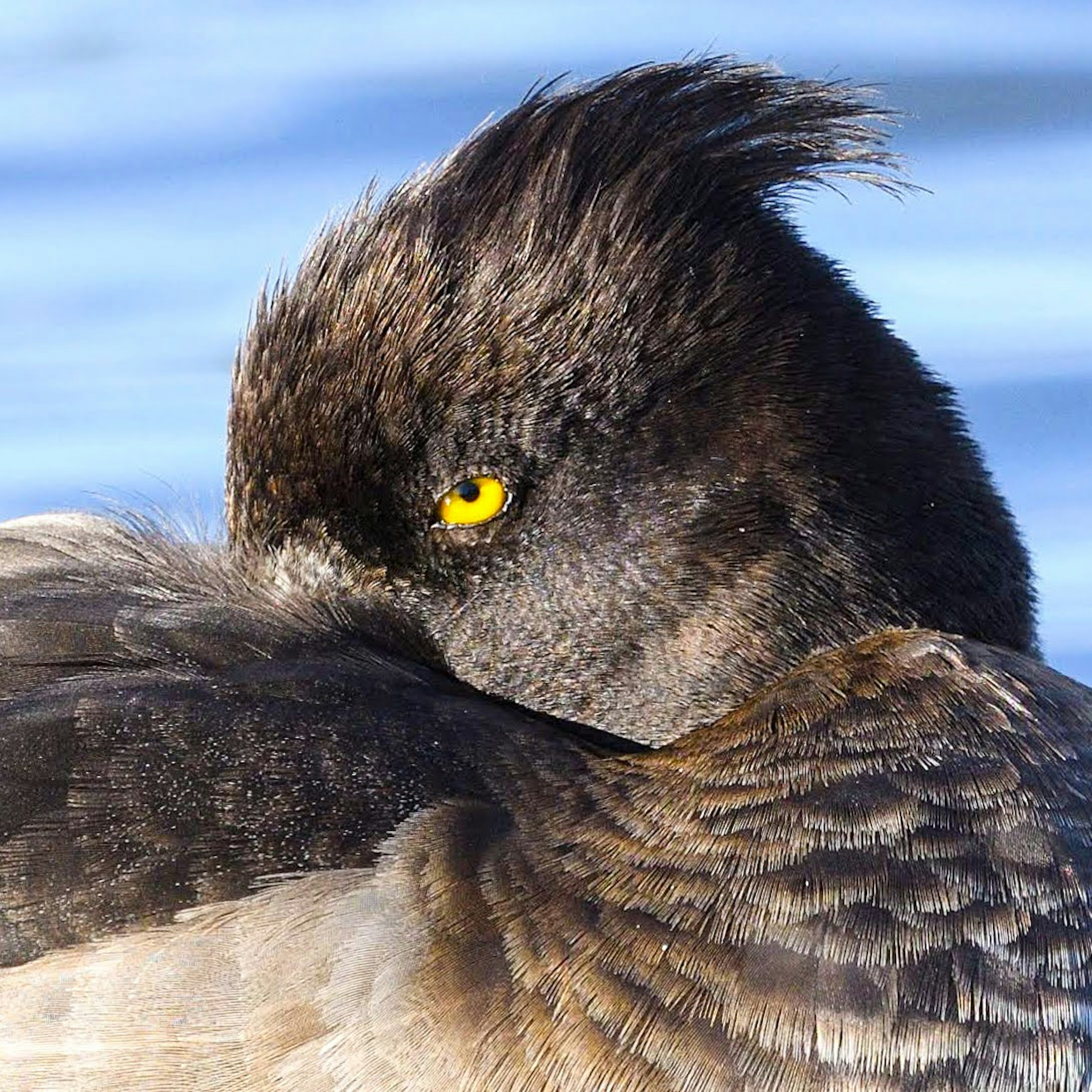 Close-up of a black bird with yellow eyes resting by the water