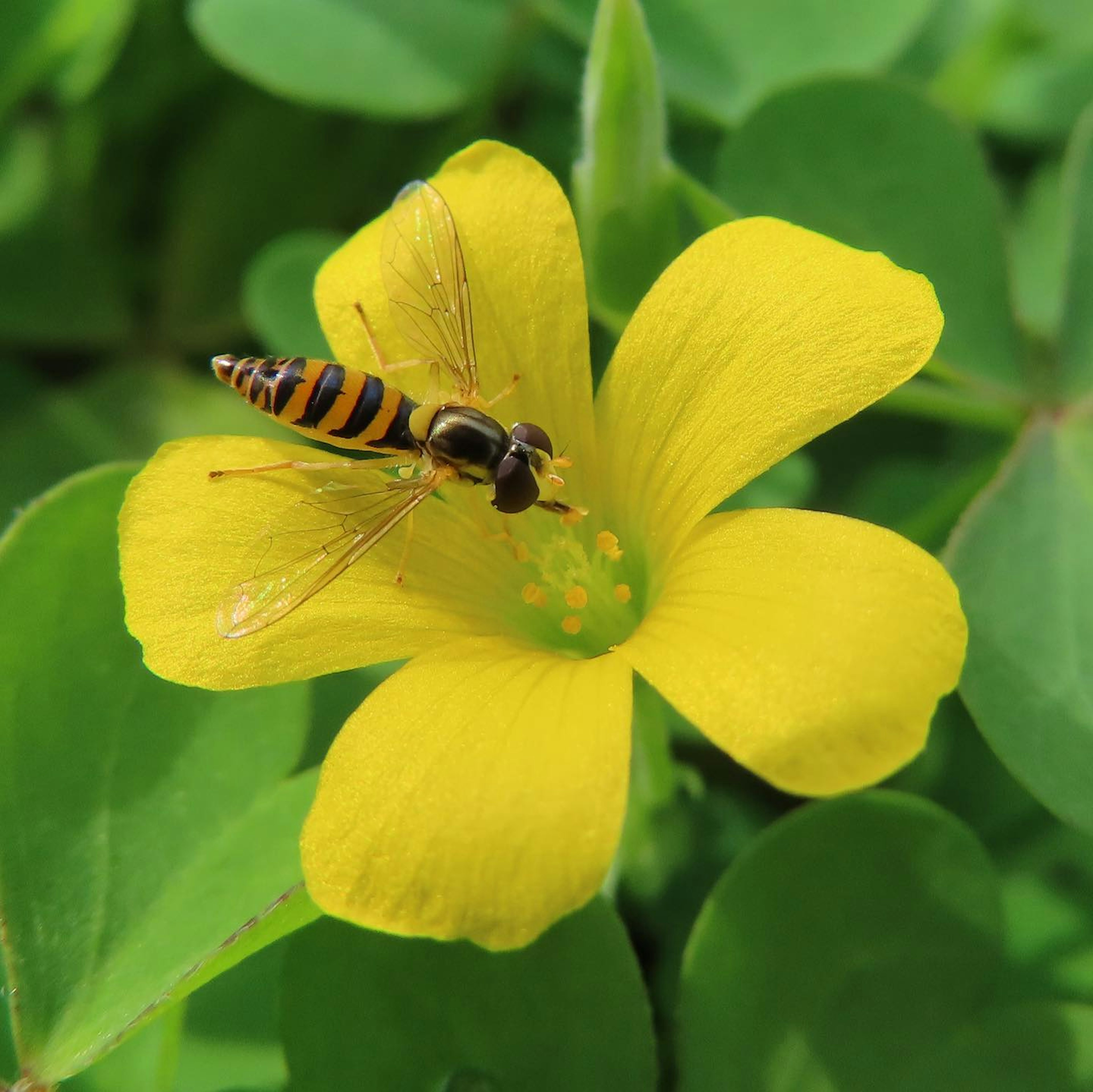 Insecto parecido a una abeja posado sobre una flor amarilla