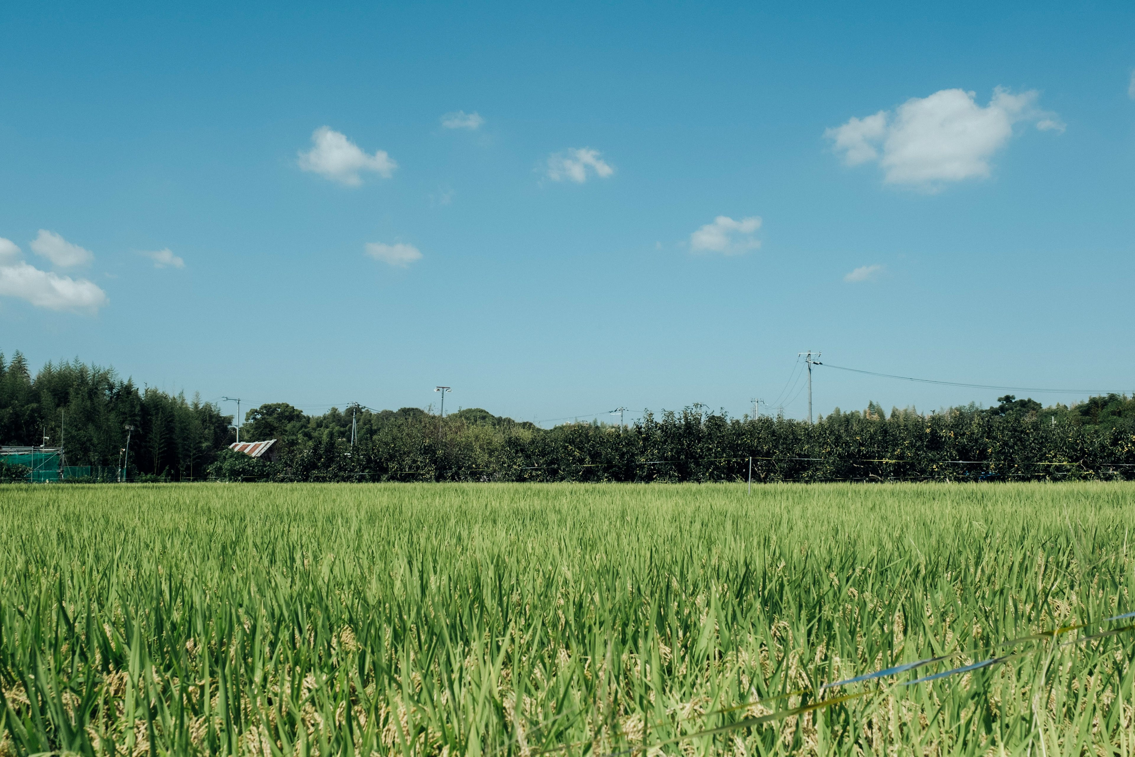 Campo de arroz verde exuberante bajo un cielo azul claro con nubes dispersas