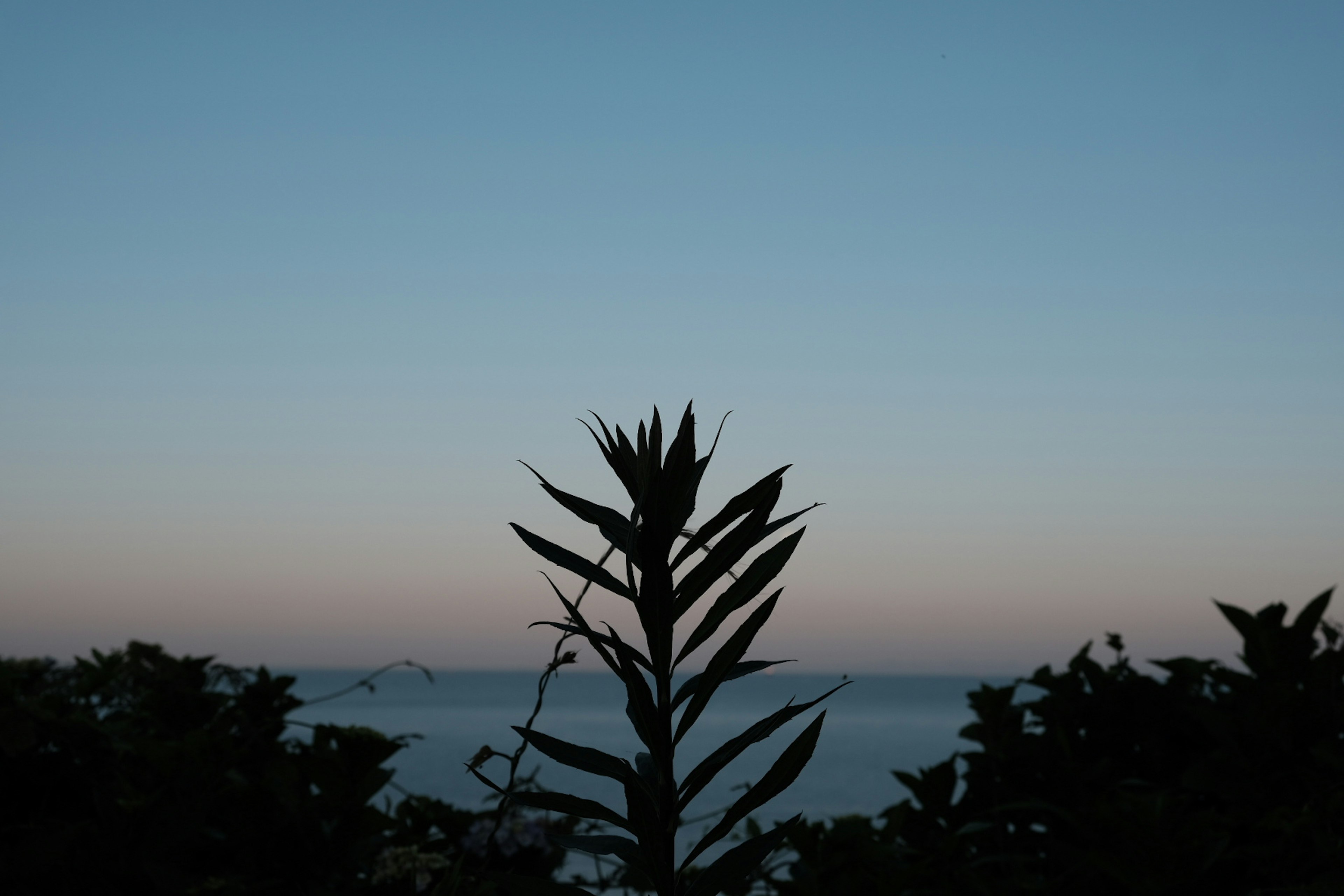 青空と夕暮れのグラデーションを背景にしたシルエットの植物