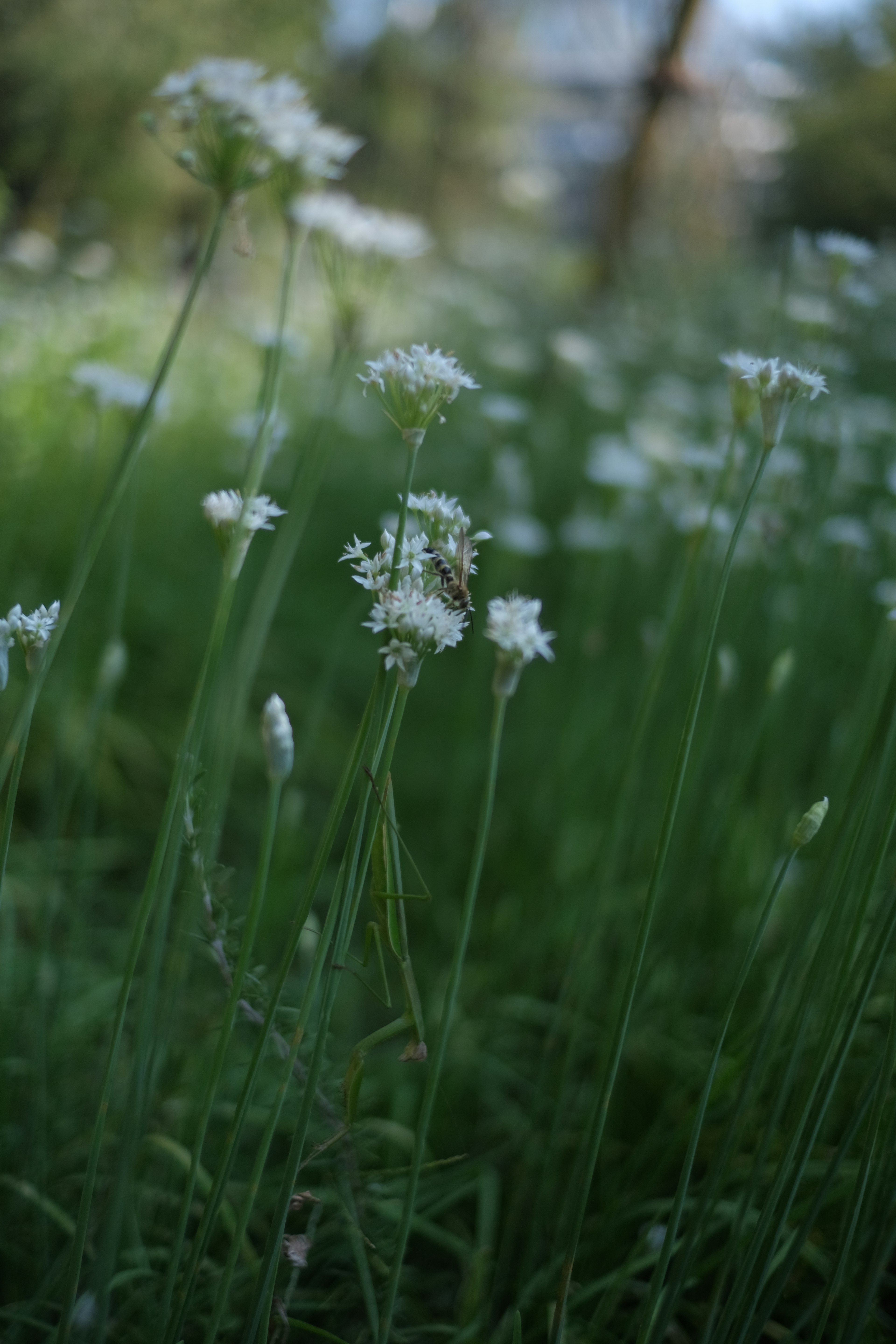 Field of white flowers with green grass