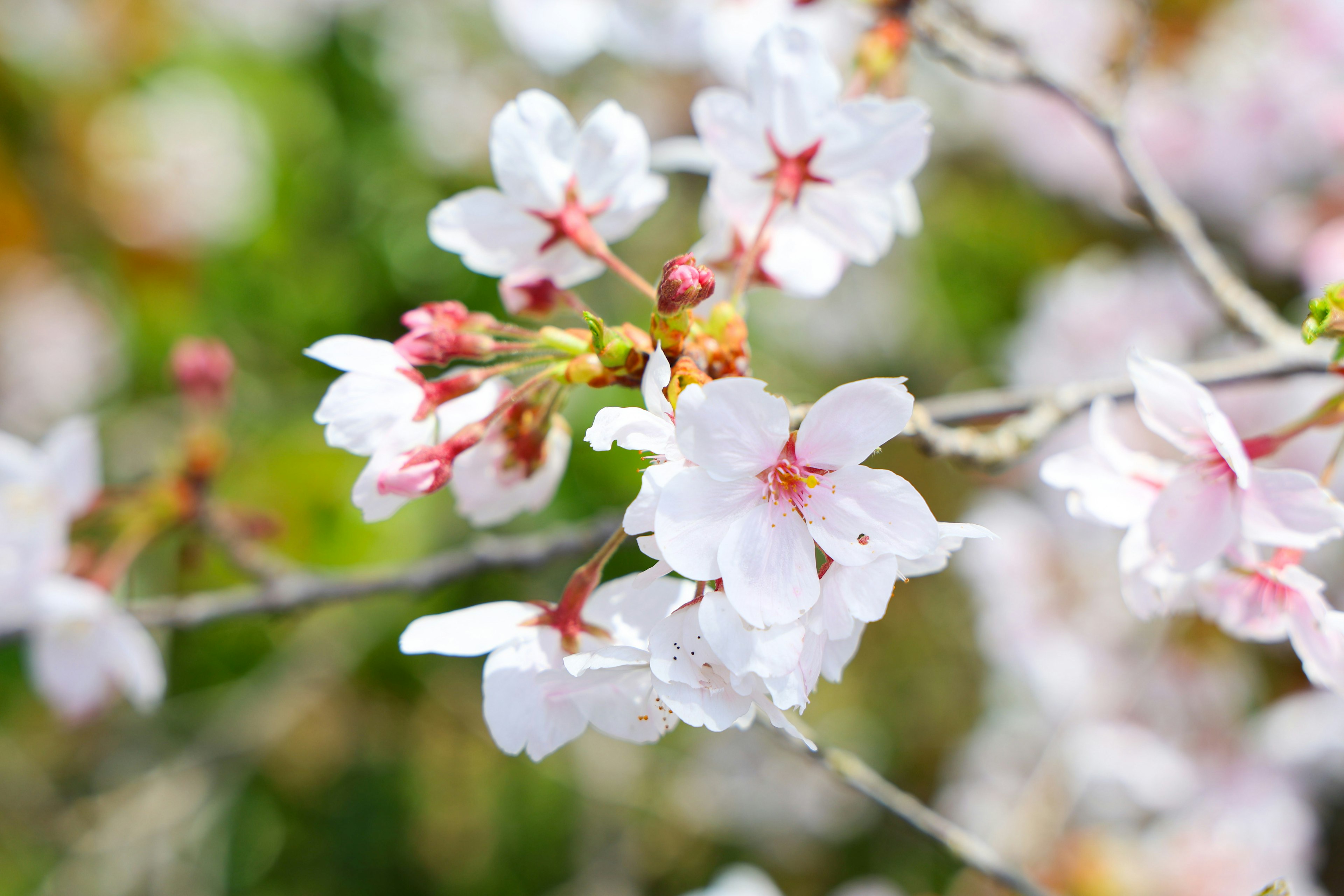 Kedekatan bunga sakura di cabang