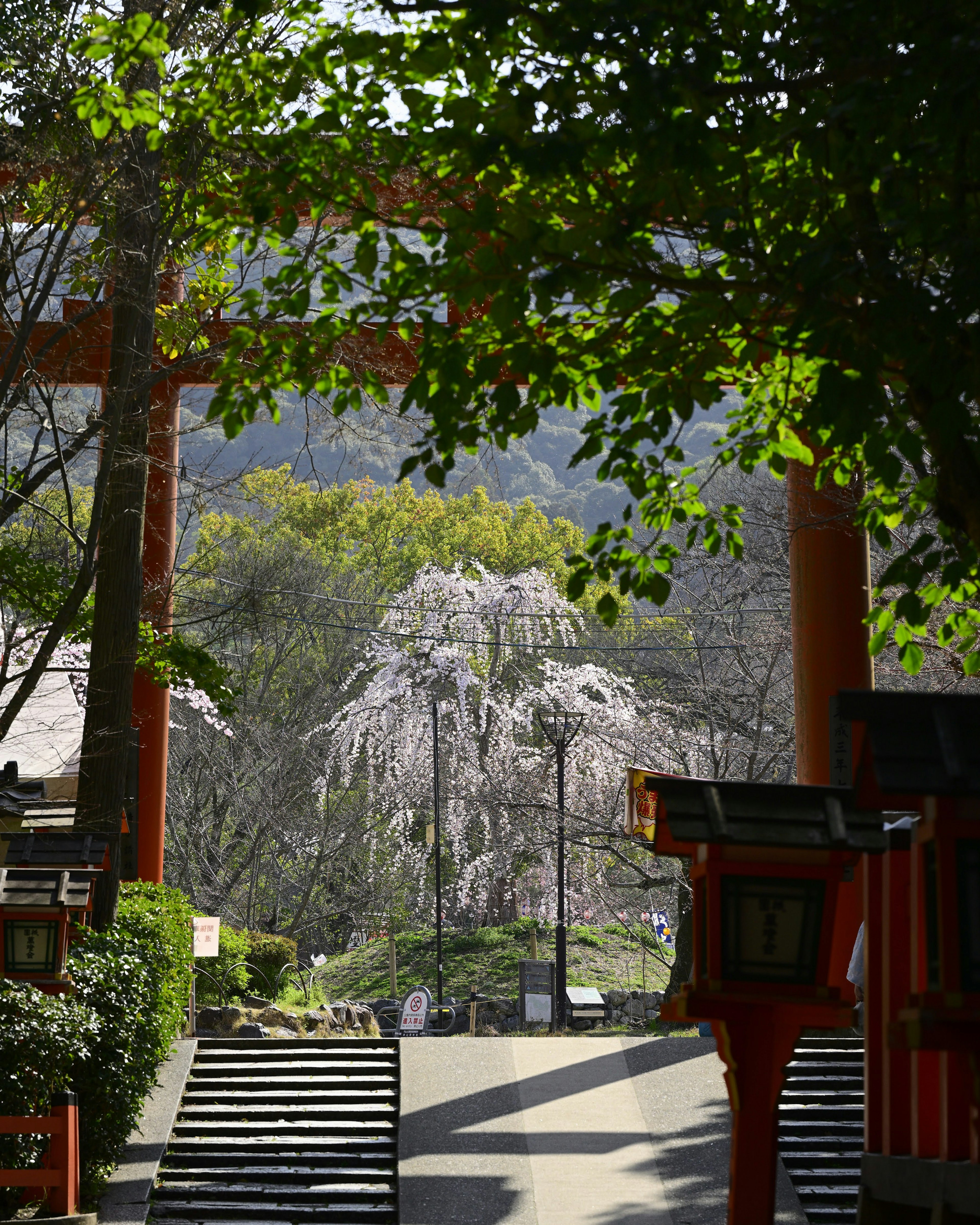 緑の木々と桜の木が見える神社の風景